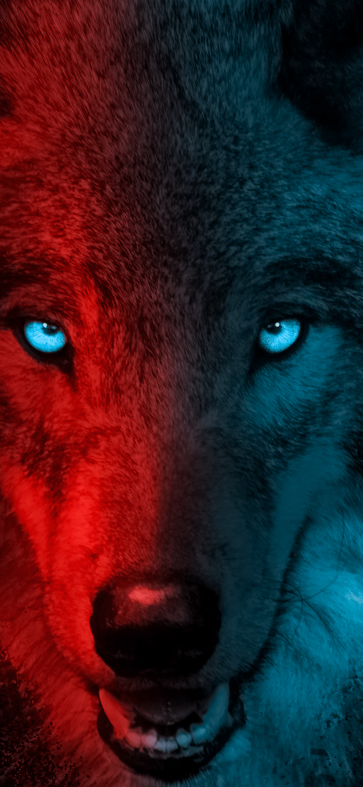 1242x2688 Wolf Wallpaper 4K, Scary, Gradient, Dark background, Animals
