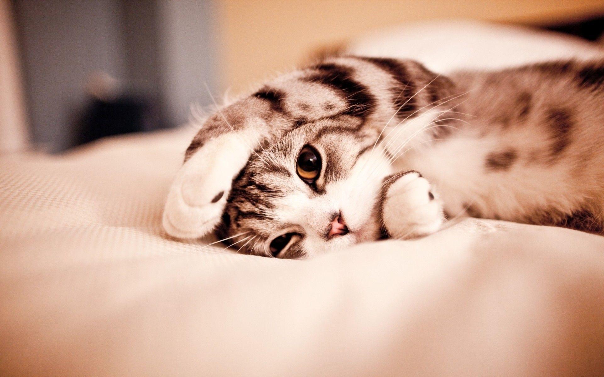 1920x1200 Kitten Wallpaper HD