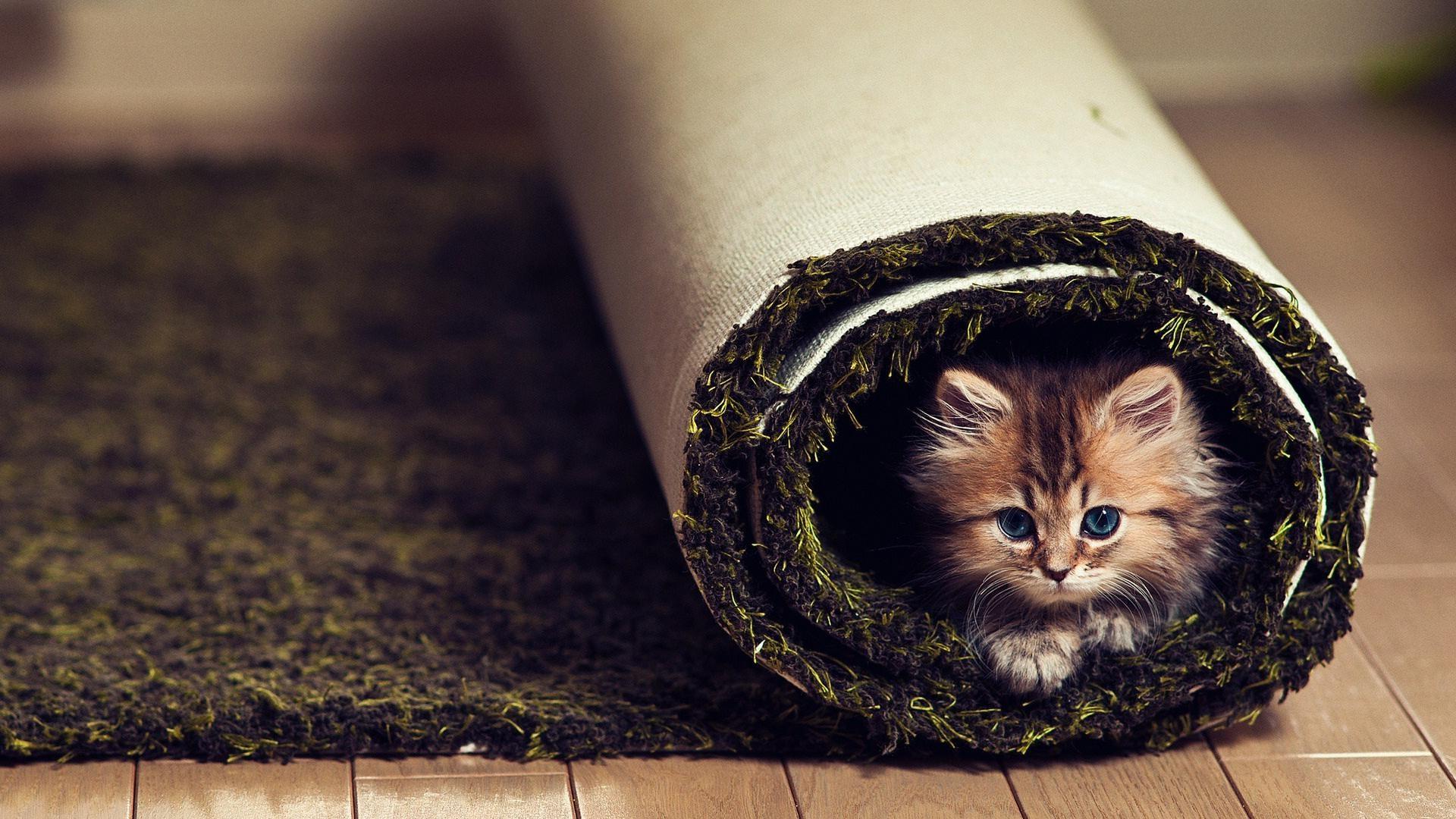 1920x1080 Animals cats kittens cute fir face whiskers eyes carpet humor funny wallpaperx1080