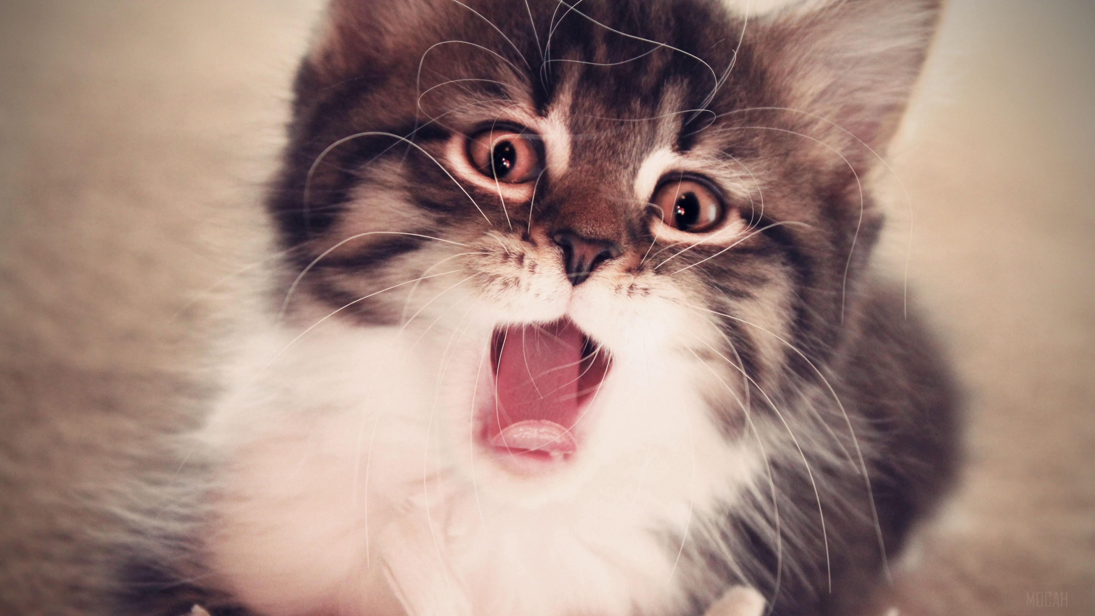 3840x2160 fluffy HD wallpaper, Background