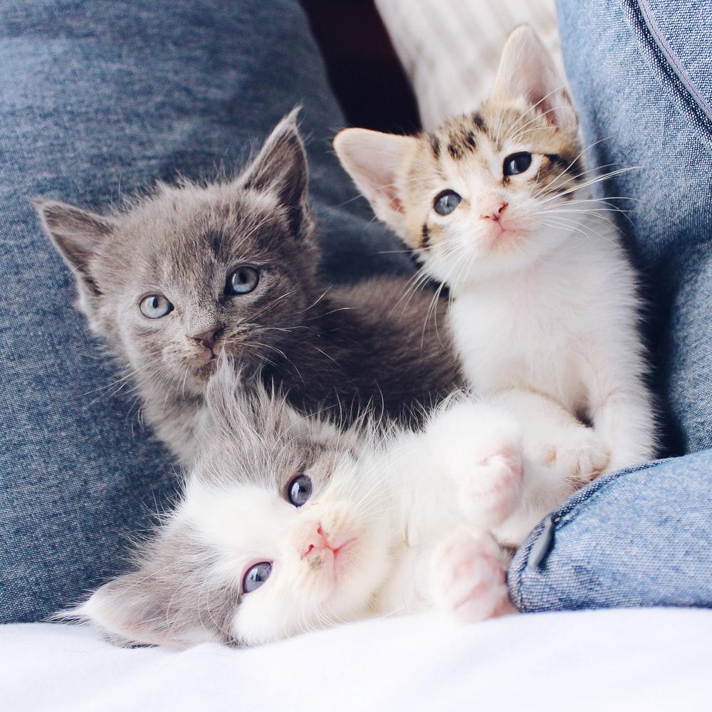 1000x1000 Little Cat Picture. Download Free Image