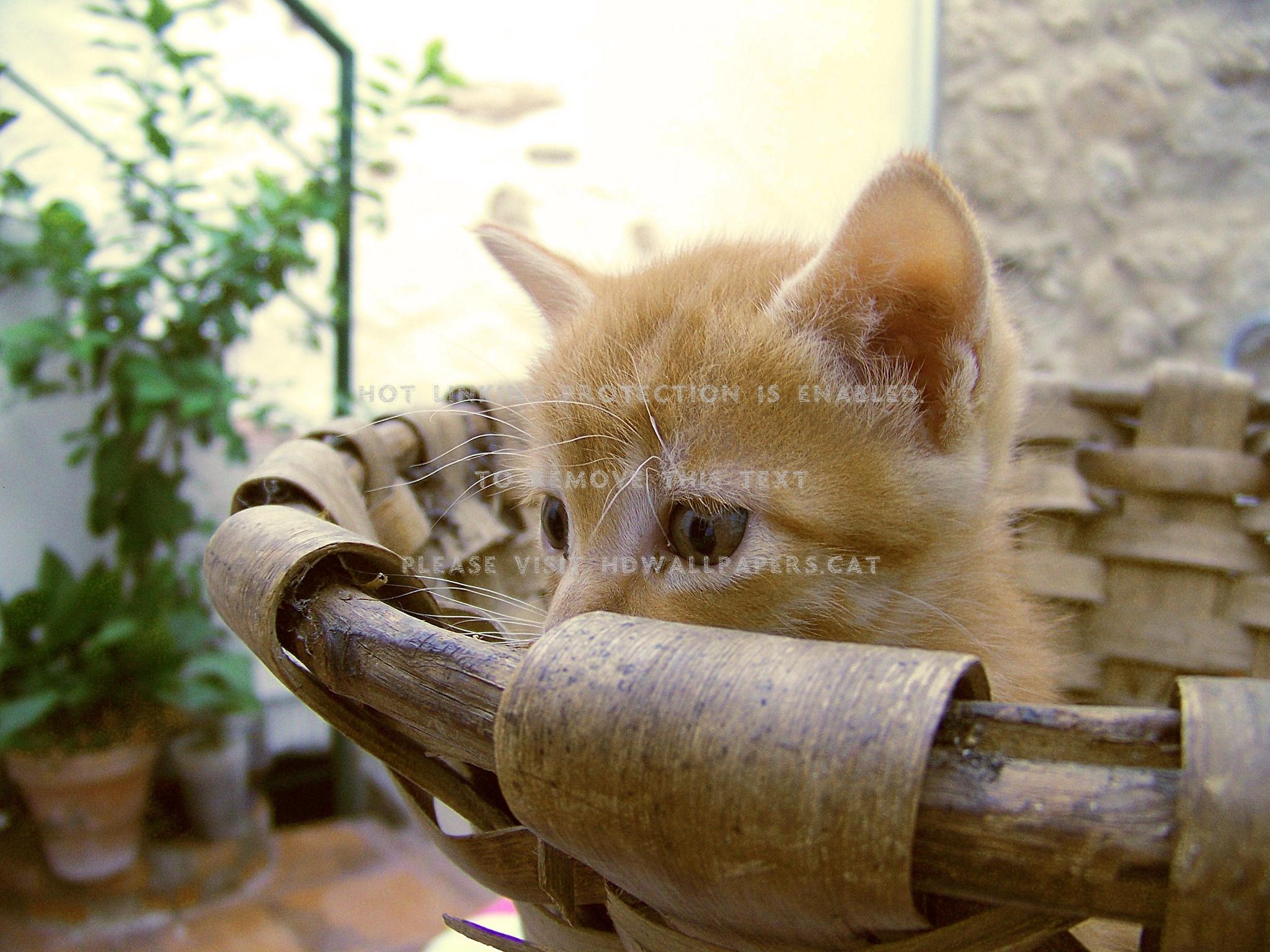 2048x1536 Cat Lovely Paws Hat Kitten Face Beautiful Short Haired Cat