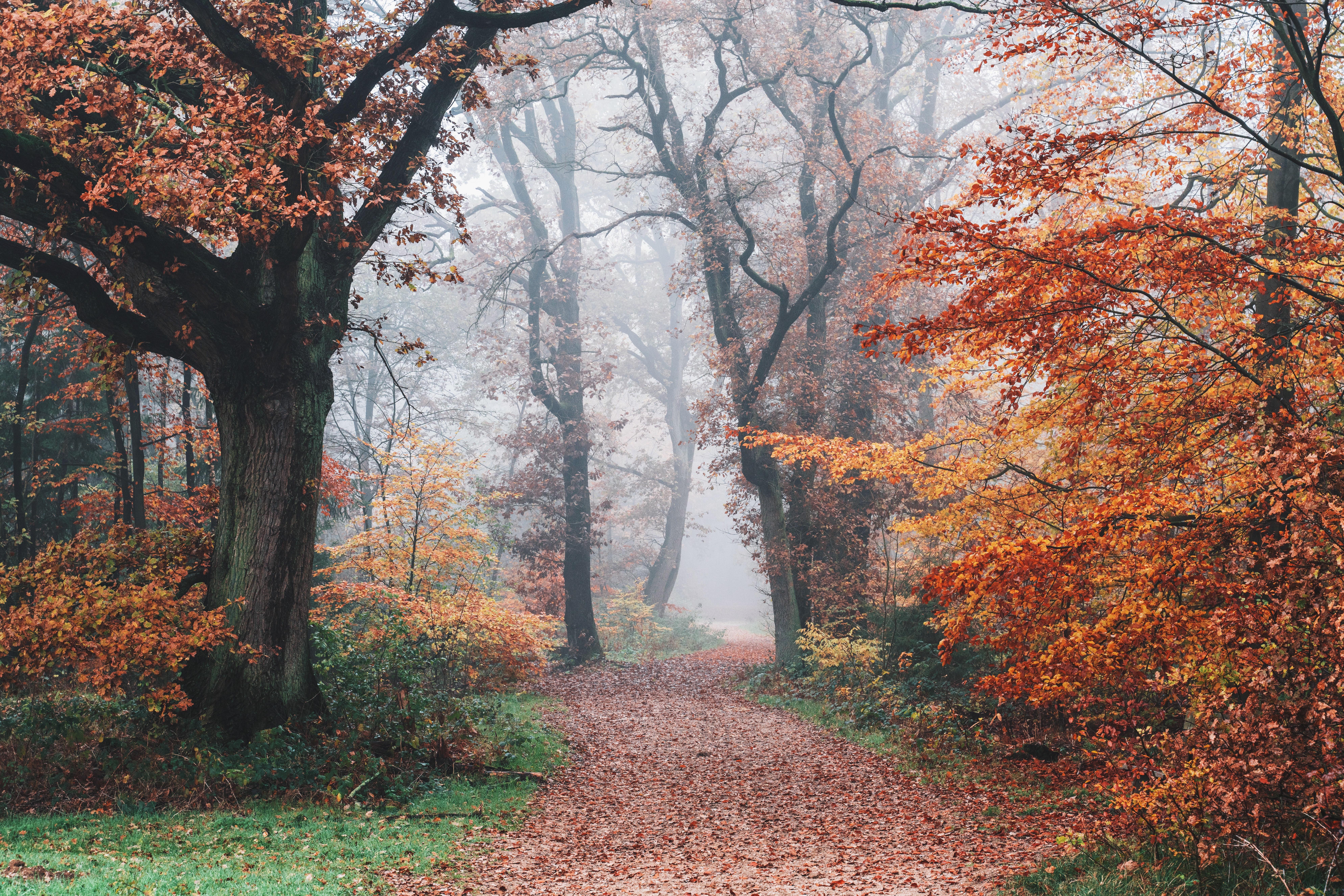 7952x5304 Autumn Wallpaper 4K, Forest, Fall Foliage, Trees, Foggy, Morning, 5K, Nature