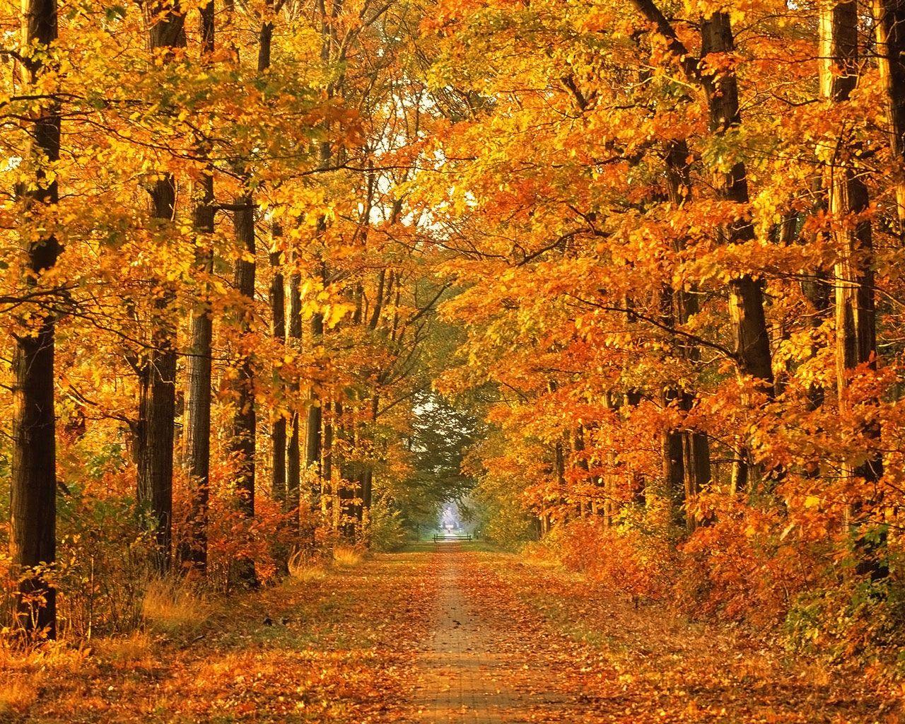 1280x1024 Free Autumn Wallpaper For Desktop. Fall picture, Fall wallpaper, Scenery
