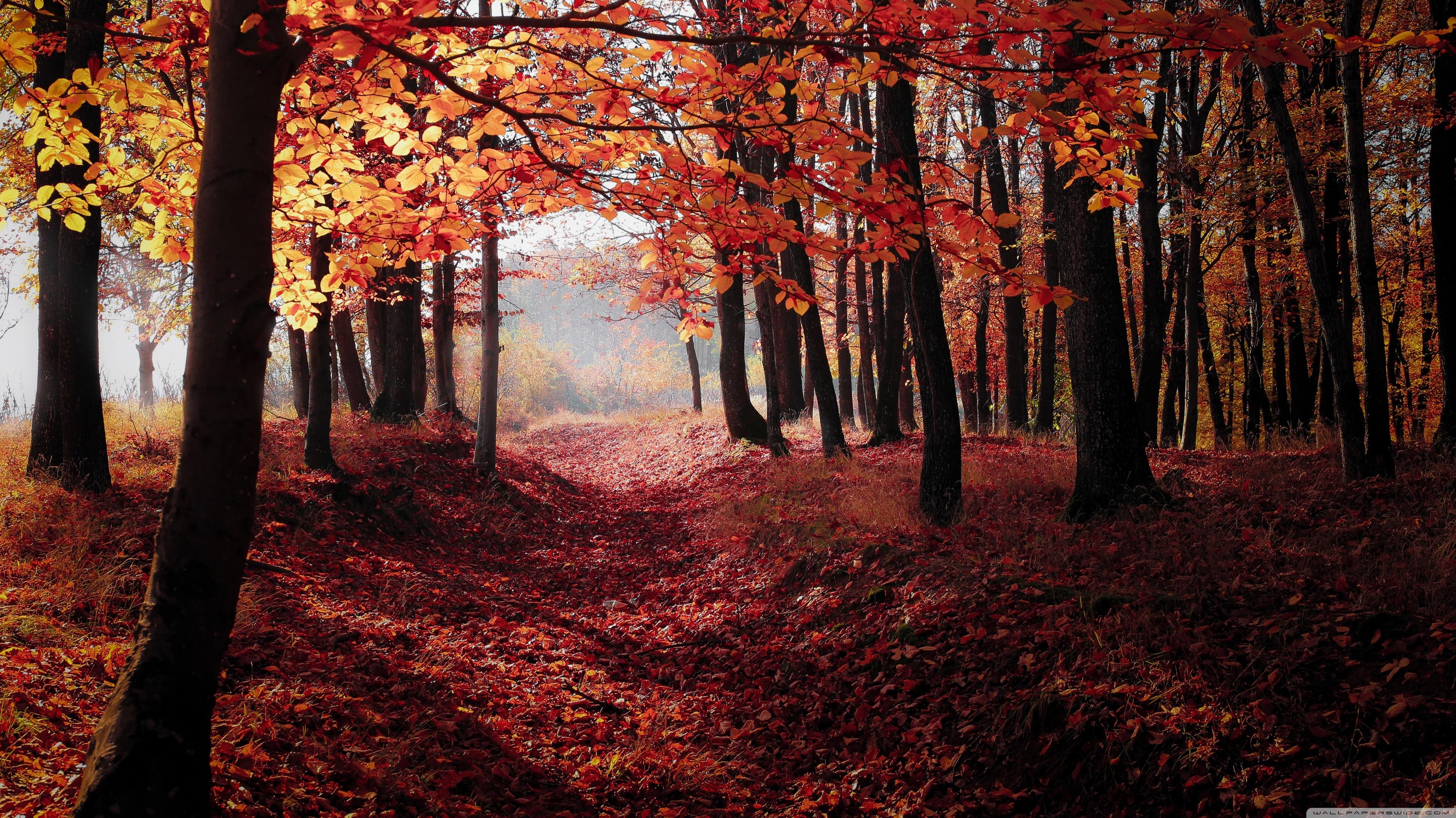 Forest In Autumn Wallpapers Top Free Forest In Autumn Backgrounds Forest In Autumn Wallpapers Top Free Forest In Autumn Backgrounds
