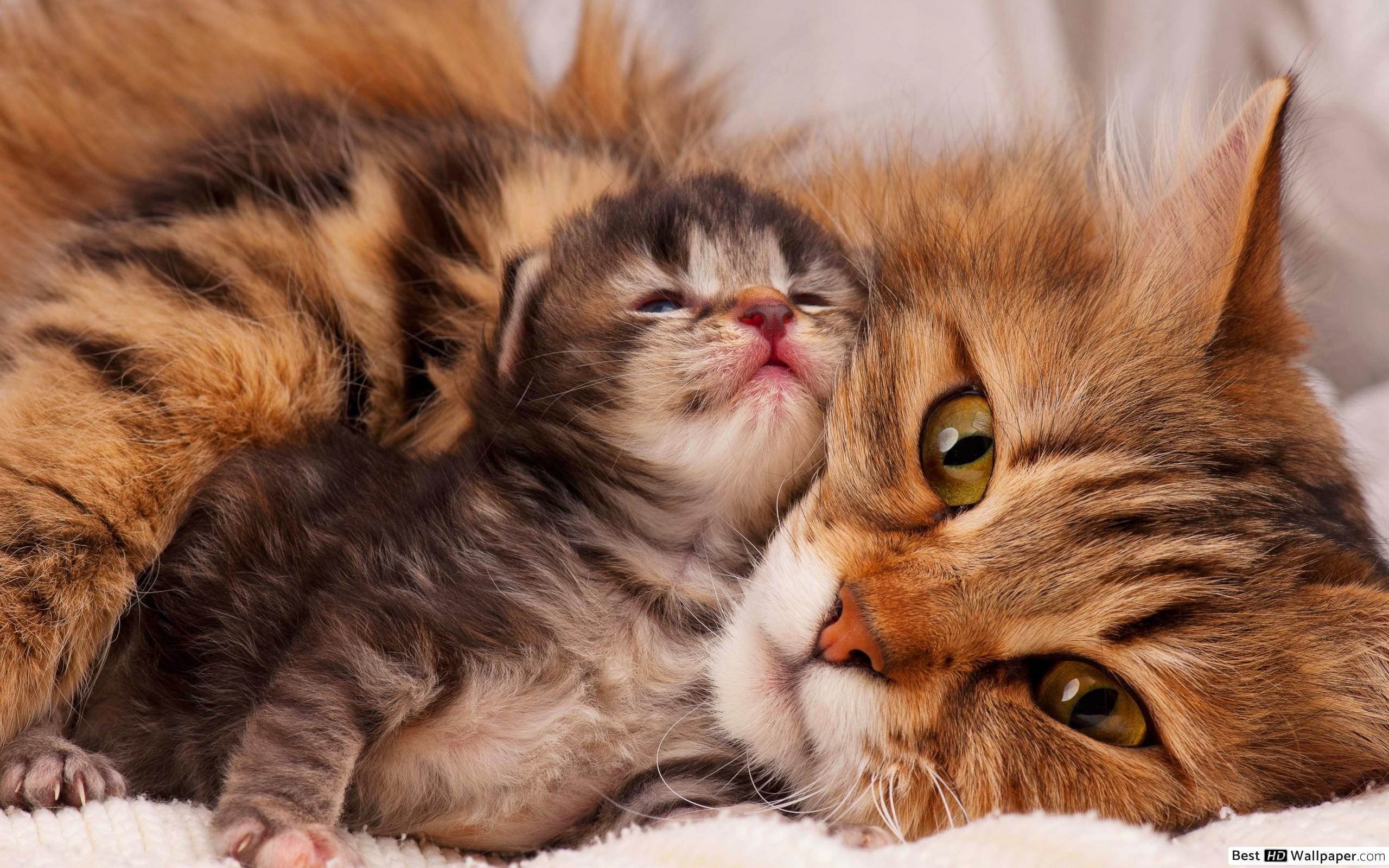 2560x1600 Mama Cat and her Kitten HD wallpaper download