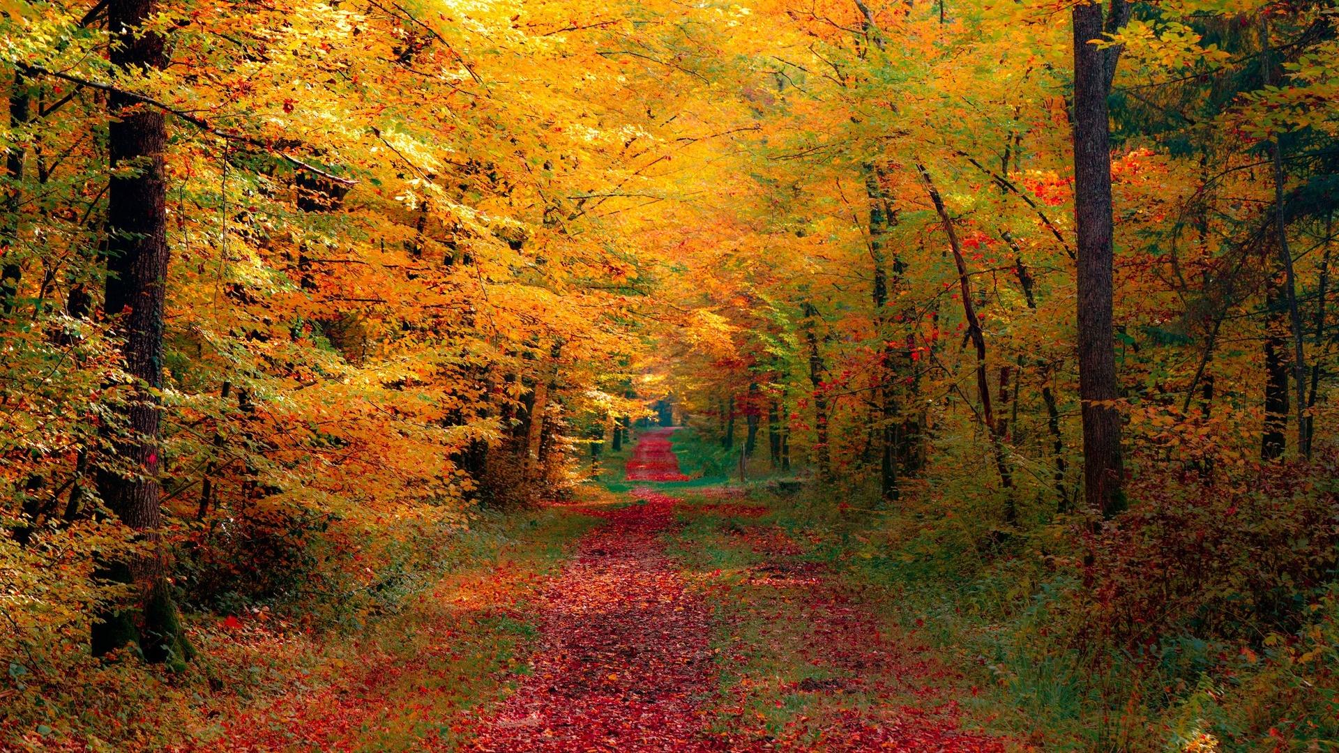 1920x1080 Free download autumn wallpaper forest 1920x1080 [1920x1080] for your Desktop, Mobile & Tablet. Explore 1920 x 1080 Fall Wallpaper By 1080 HD Wallpaper, Deadpool Wallpaper 1920 x 1920 X 1080 Desktop Wallpaper