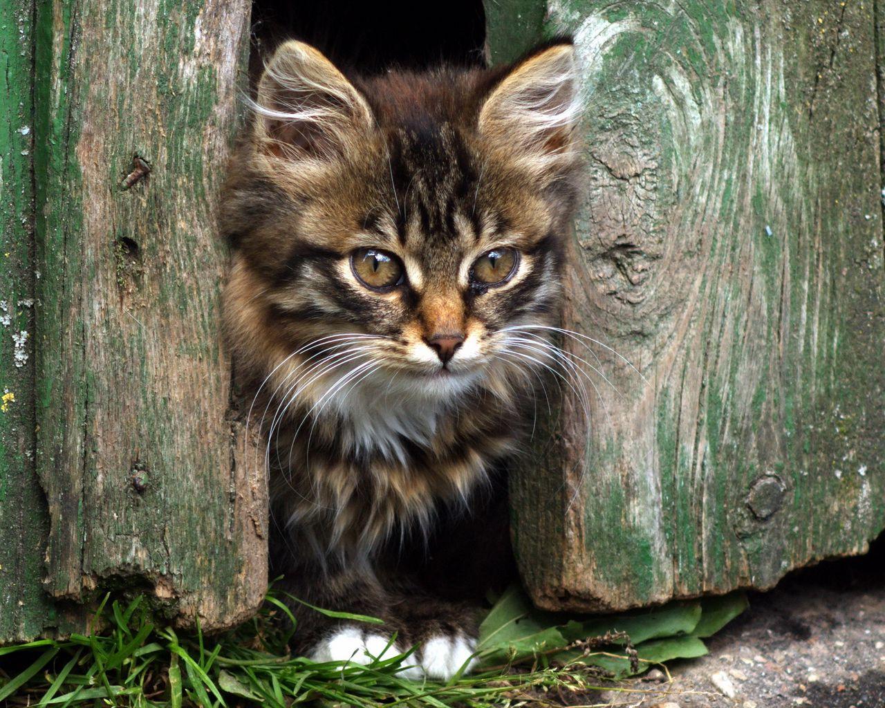 1280x1024 Download wallpaper 1280x1024 kitten, face, fluffy, view, fence standard 5:4 HD background