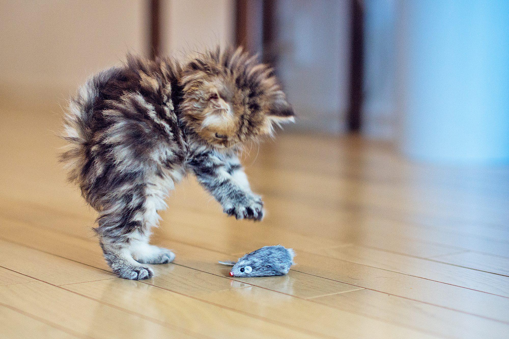 2000x1333 Cute Kitten Picture to Brighten Your Day