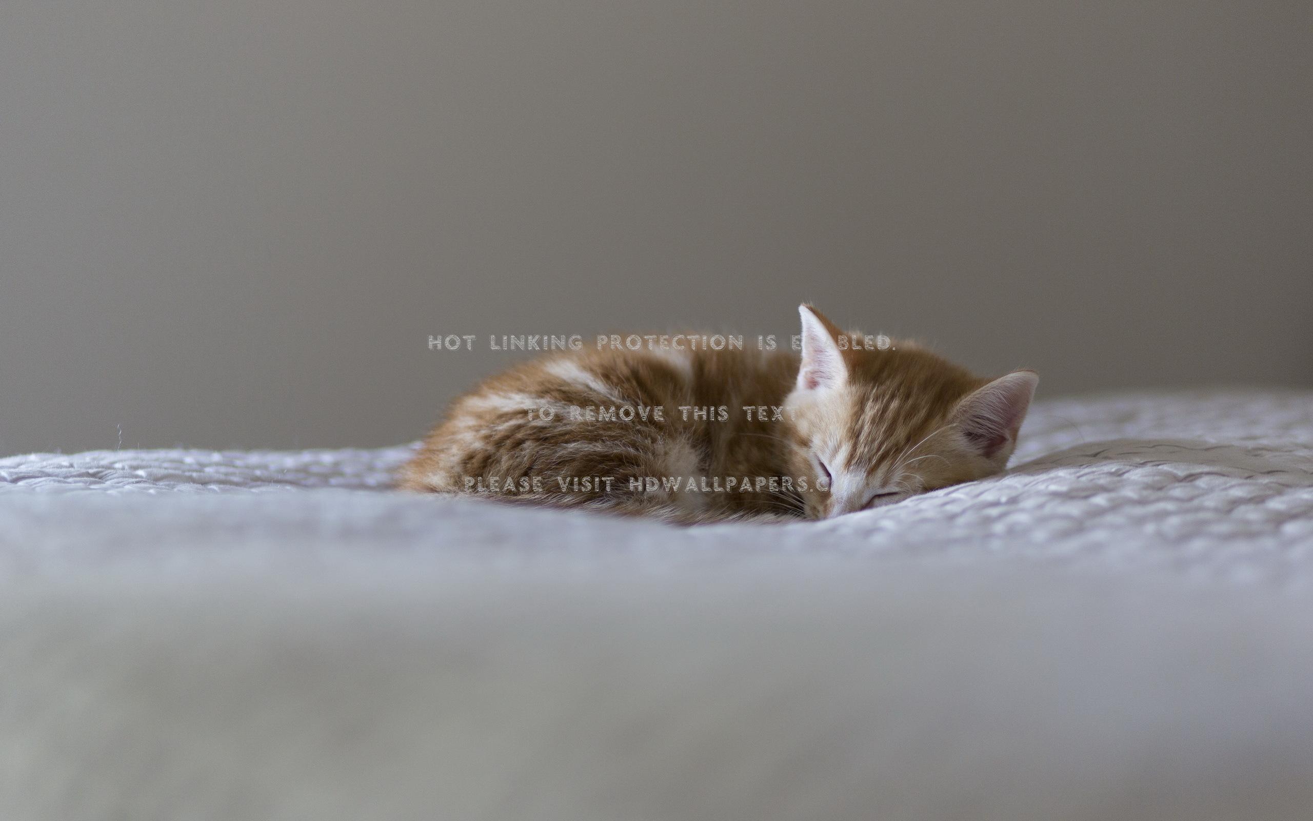 2560x1600 cat lovely paws hat kitten face beautiful