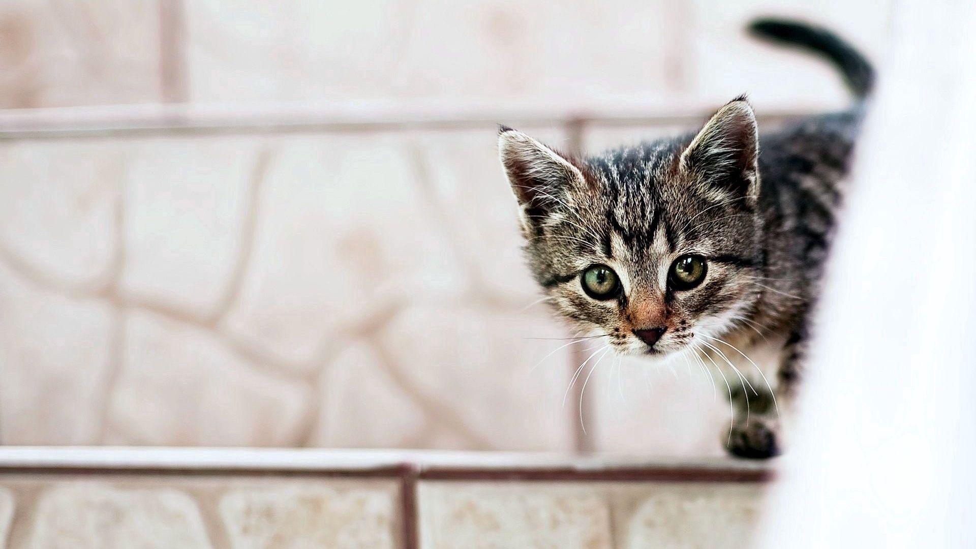 1920x1080 Kitten, Face, Look, Out HD Wallpaper for Windows