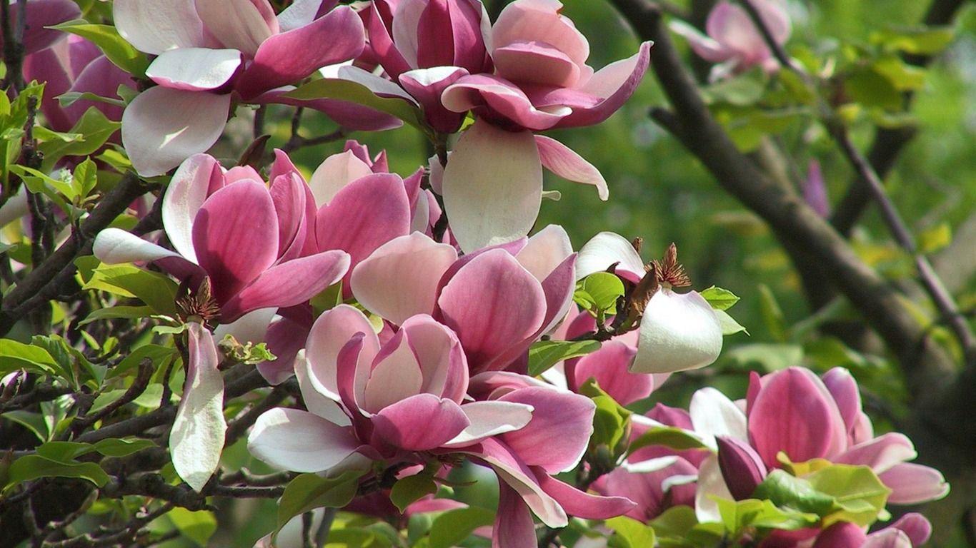 1366x768 Free download 55 Paris in Springtime Wallpaper Download [1366x768] for your Desktop, Mobile & Tablet. Explore Free Computer Background For Spring. Spring Wallpaper, Spring Flowers