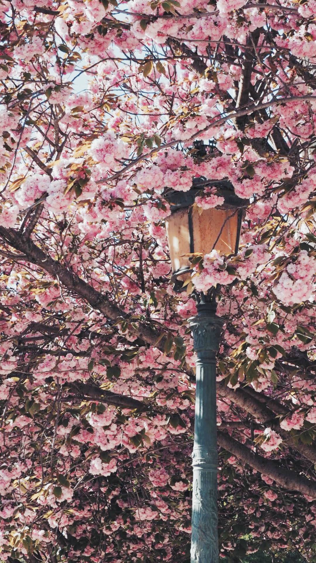 Paris in Spring Wallpapers - Top Free Paris in Spring Backgrounds ...