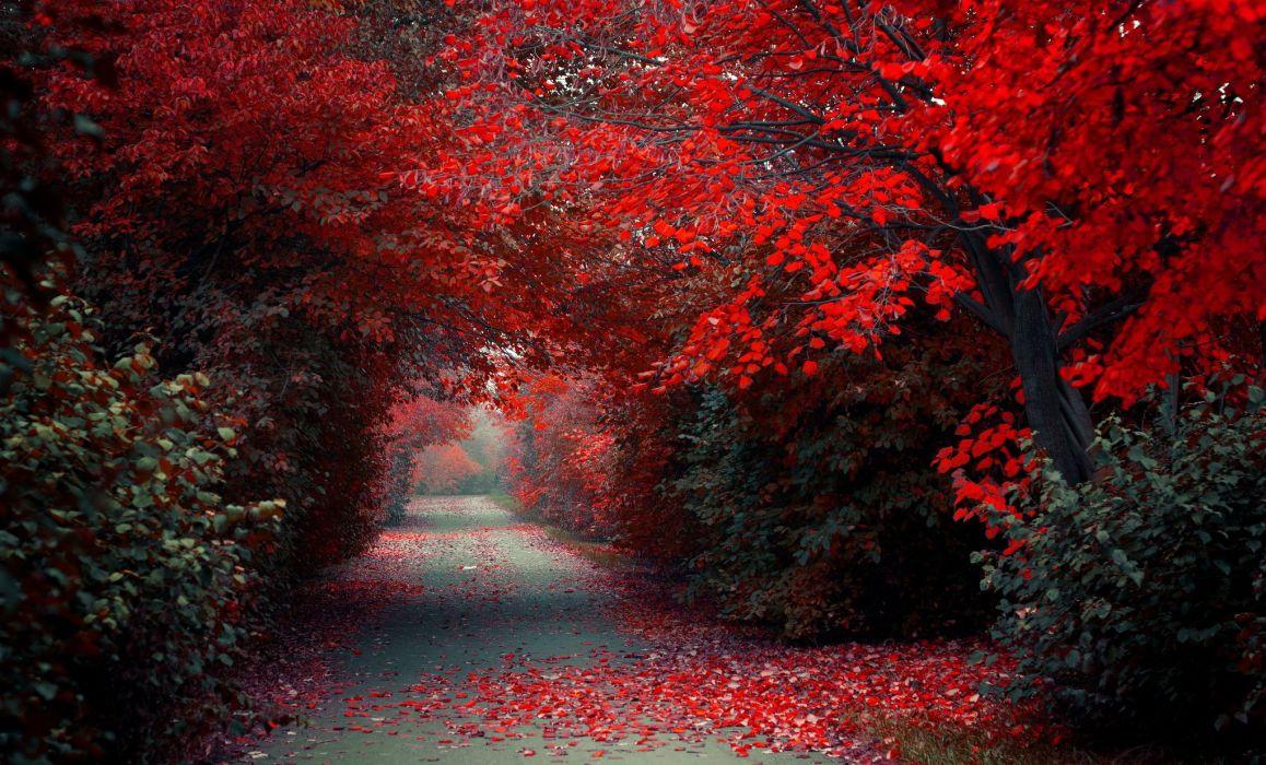 1158x700 Trees Alley forest autumn autumn splendor path woods nature fall wallpaperx1237