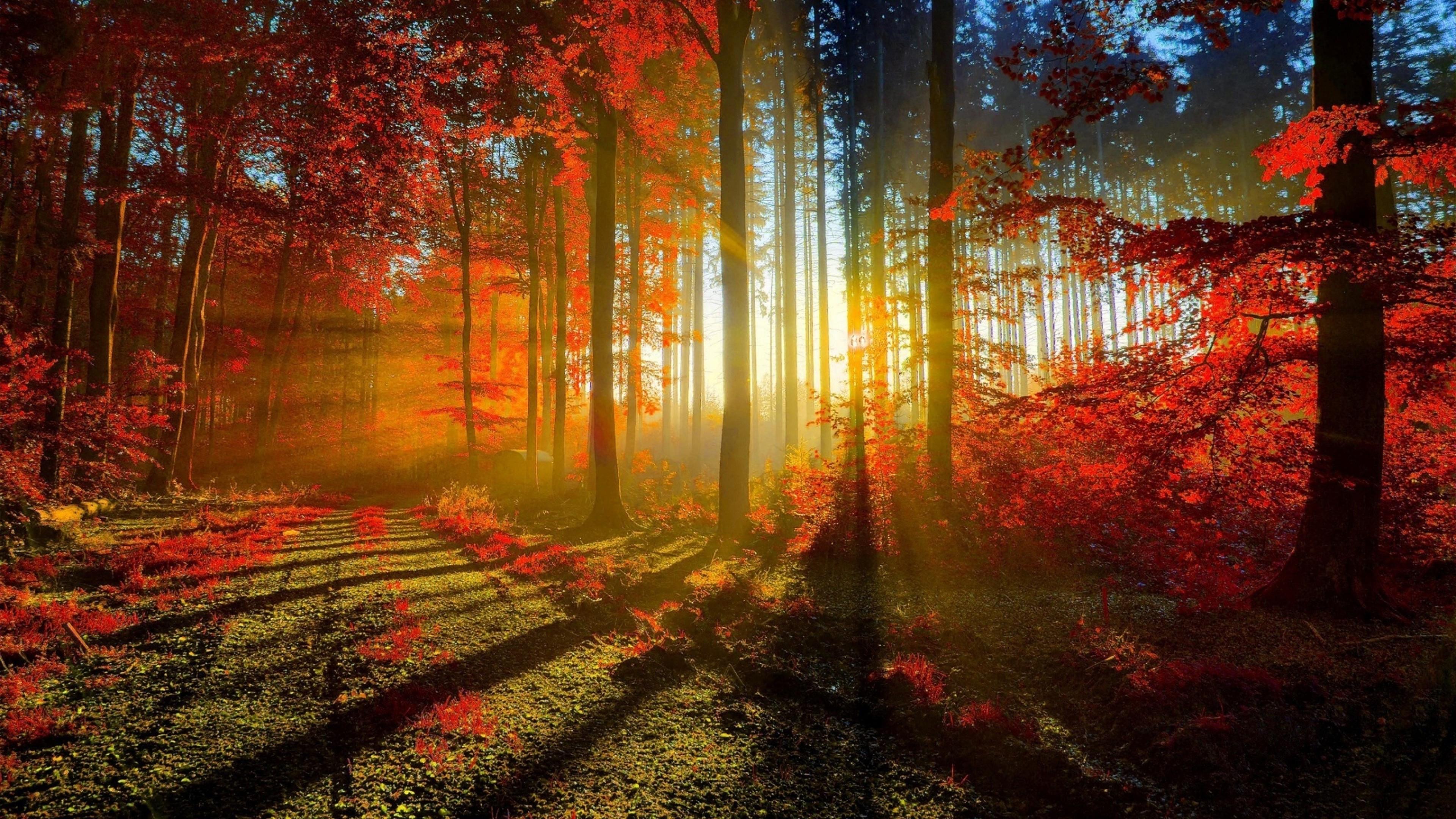 3840x2160 Download 3840x2160 Autumn, Sunrays, Trees, Forest, Fall Wallpaper for UHD TV