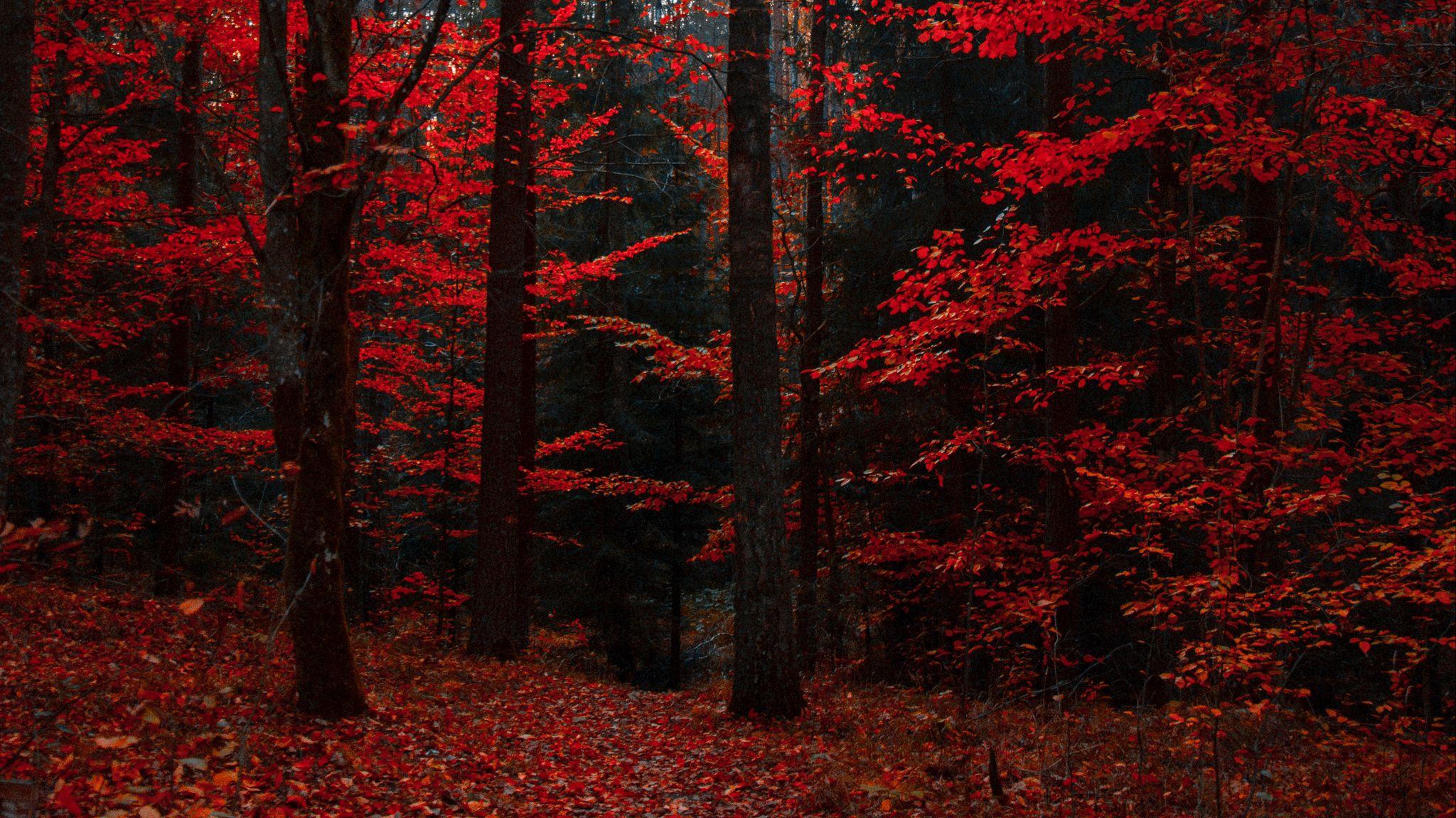 2048x1152 Download wallpaper 2048x1152 autumn, forest, trees, foliage, autumn colors ultrawide monitor HD background