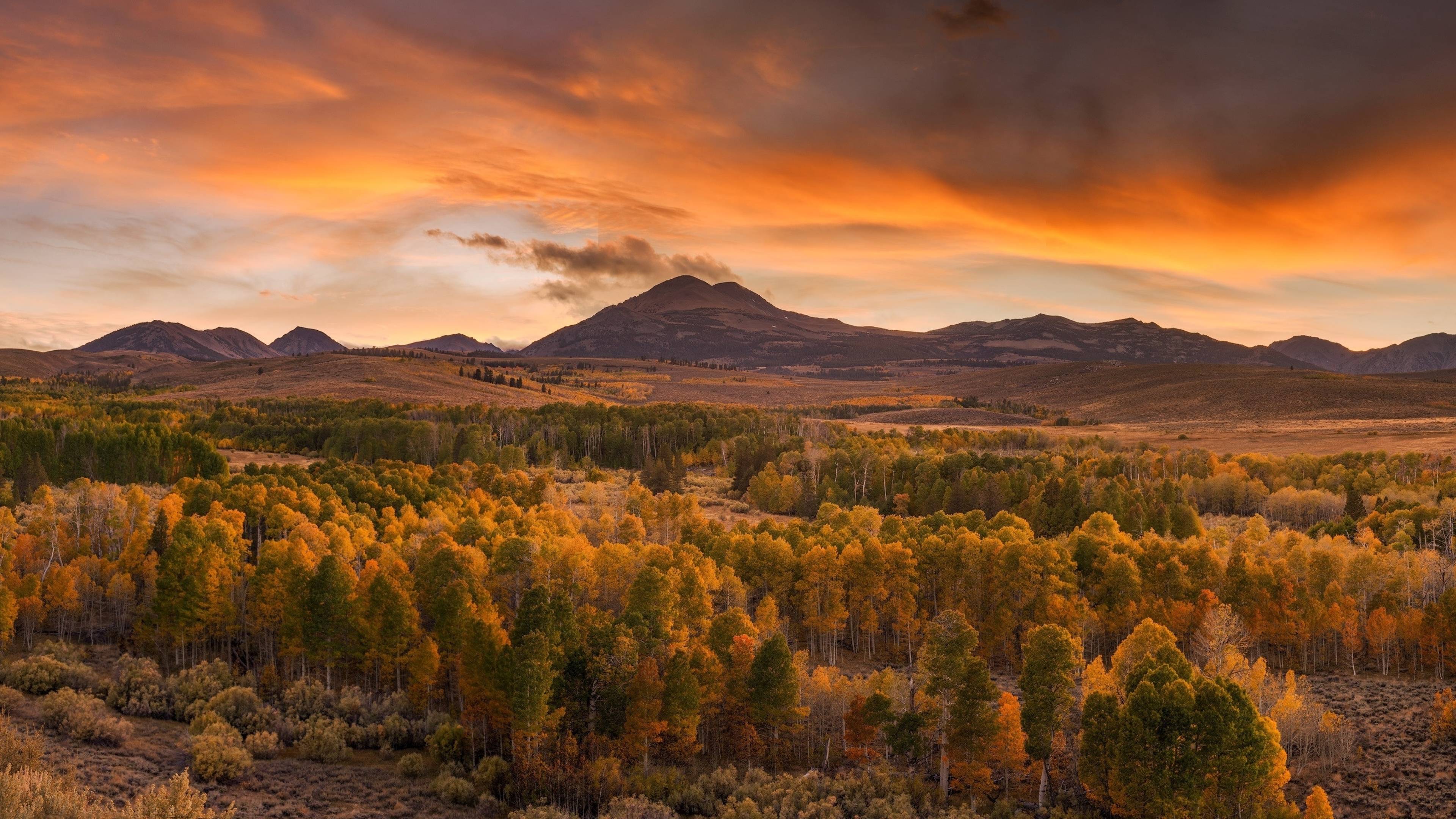 3840x2160 Forest in Autumn 4K Wallpaper, HD Nature 4K Wallpaper, Image, Photo and Background