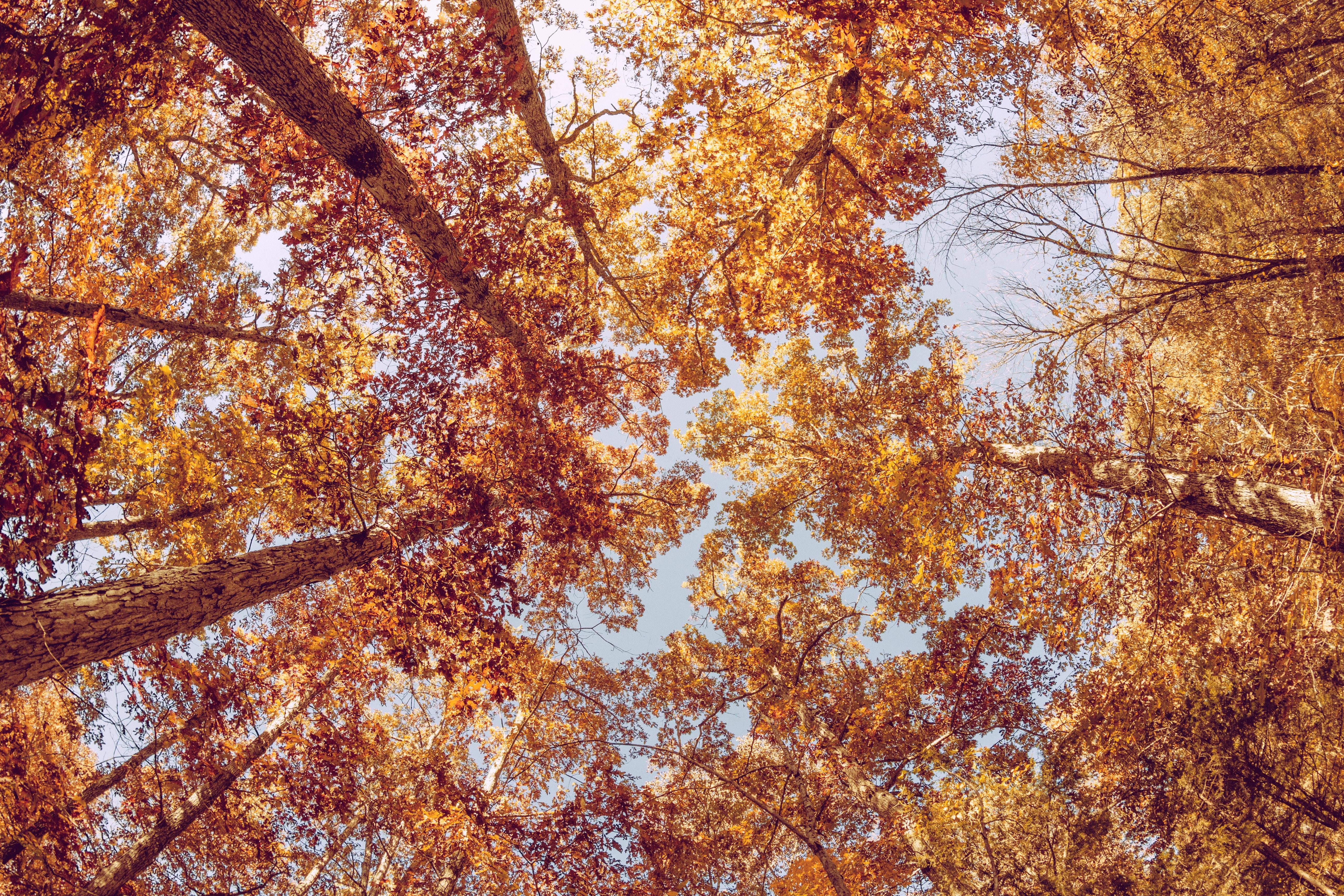 5184x3456 5184x3456 #changing color, #wood, #branch, #outdoor, #fall, #background, #tree, #Free , #forest, #sky, #foliage, #leafe, #maple, #landscape, #seasonal, #nature, #environment, #autumn, #fall background, #fall wallpaper, #wallpaper