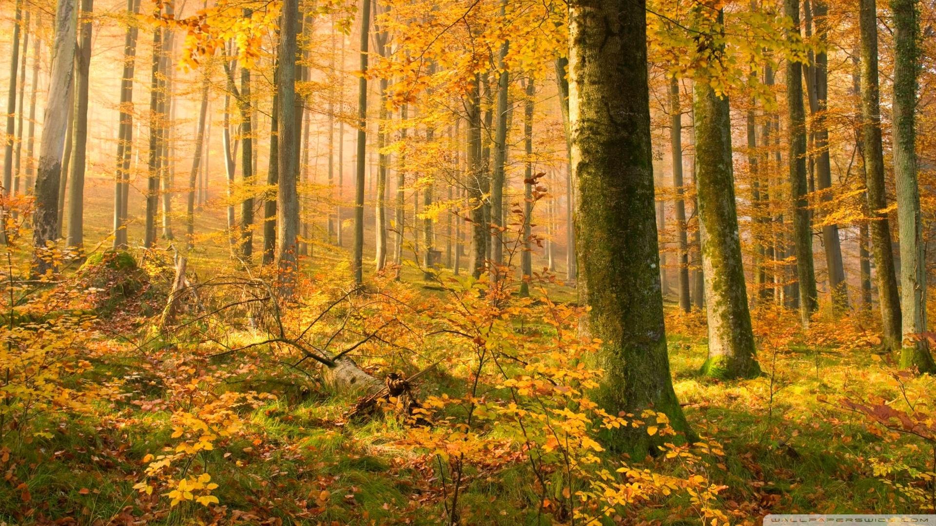 1920x1080 German Forest In Autumn Ultra HD Desktop Background Wallpaper for 4K UHD TV : Tablet