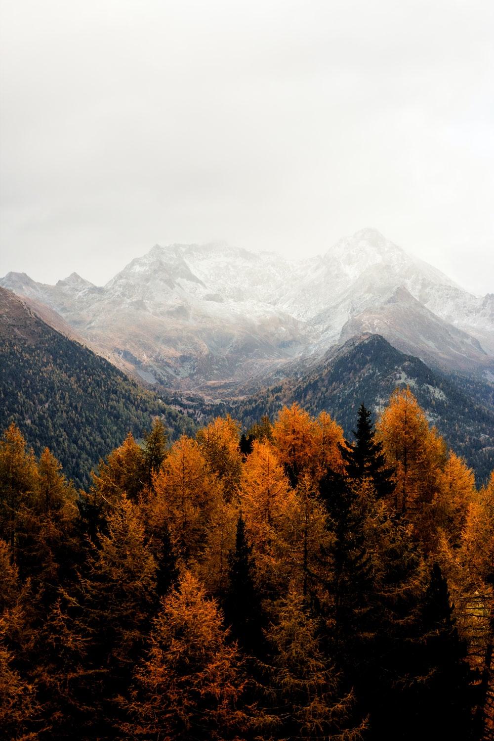 1000x1498 Autumn Wallpaper: Free HD Download [HQ]
