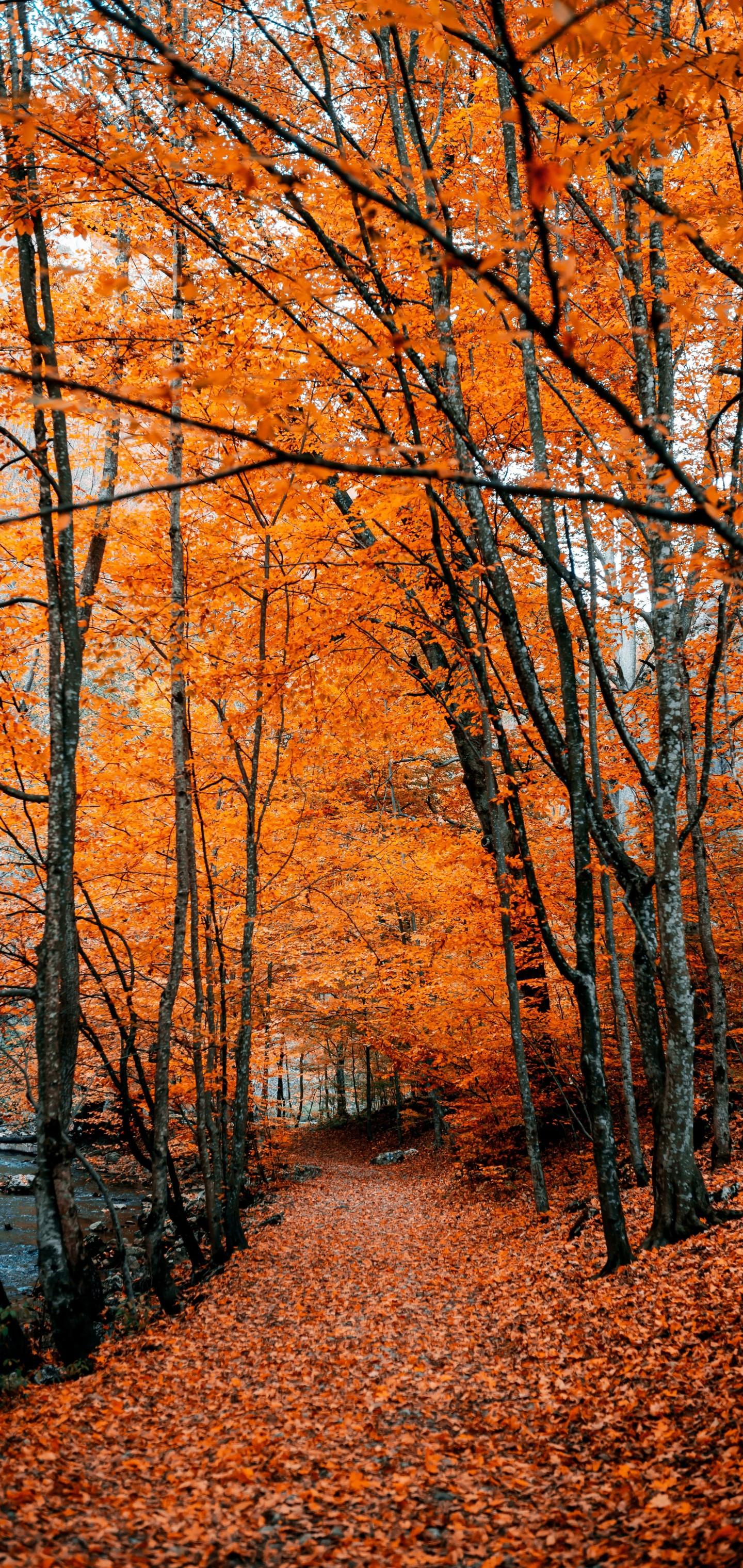 1440x3040 Download 1440x3040 Autumn, Path, Forest, Trees, Fall Wallpaper for Samsung Galaxy Note Plus & S10 Plus