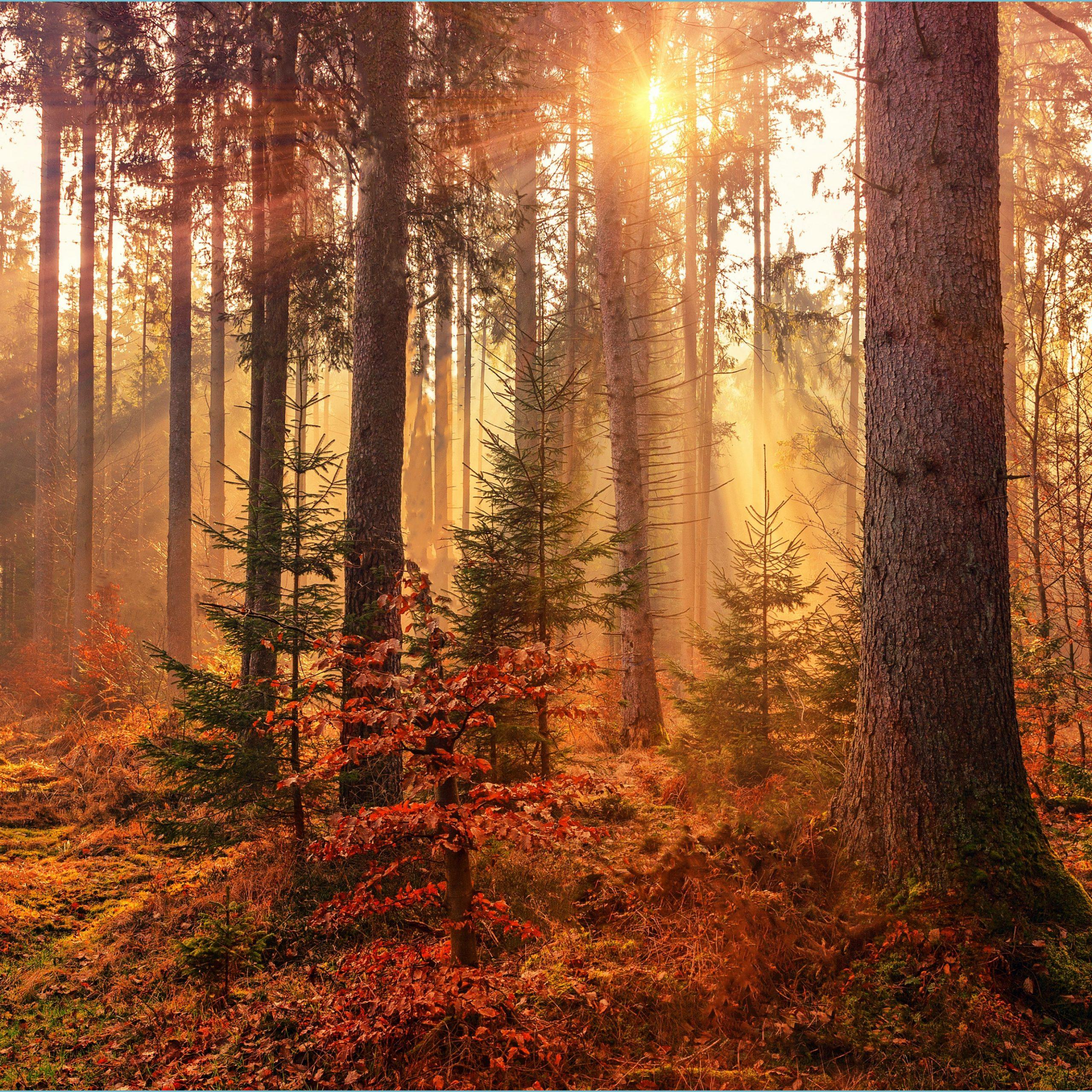 2560x2560 Autumn Wallpaper: Free HD Download [HQ] Wallpaper HD