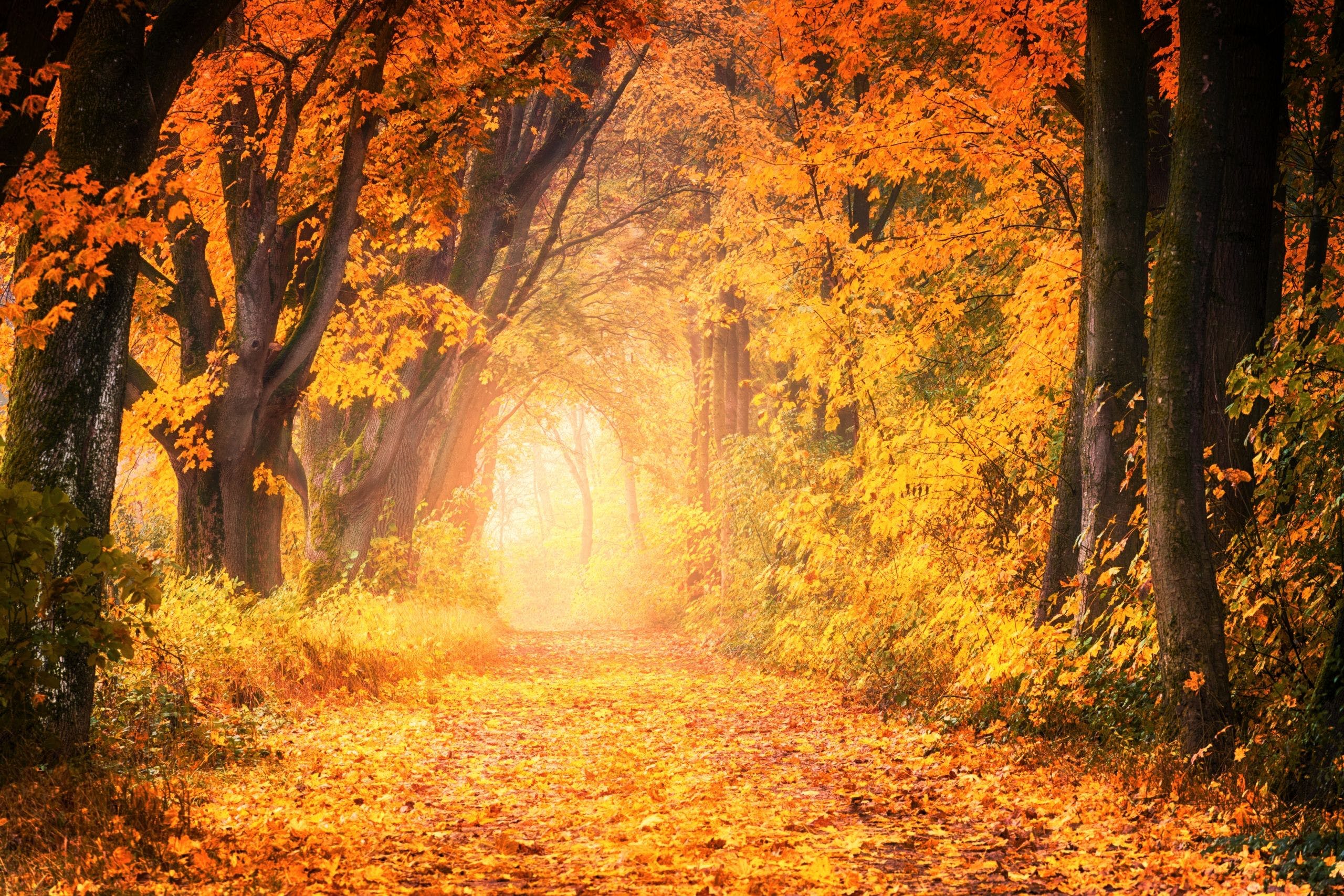 2560x1707 Colorful Jungle Autumn Wallpaper