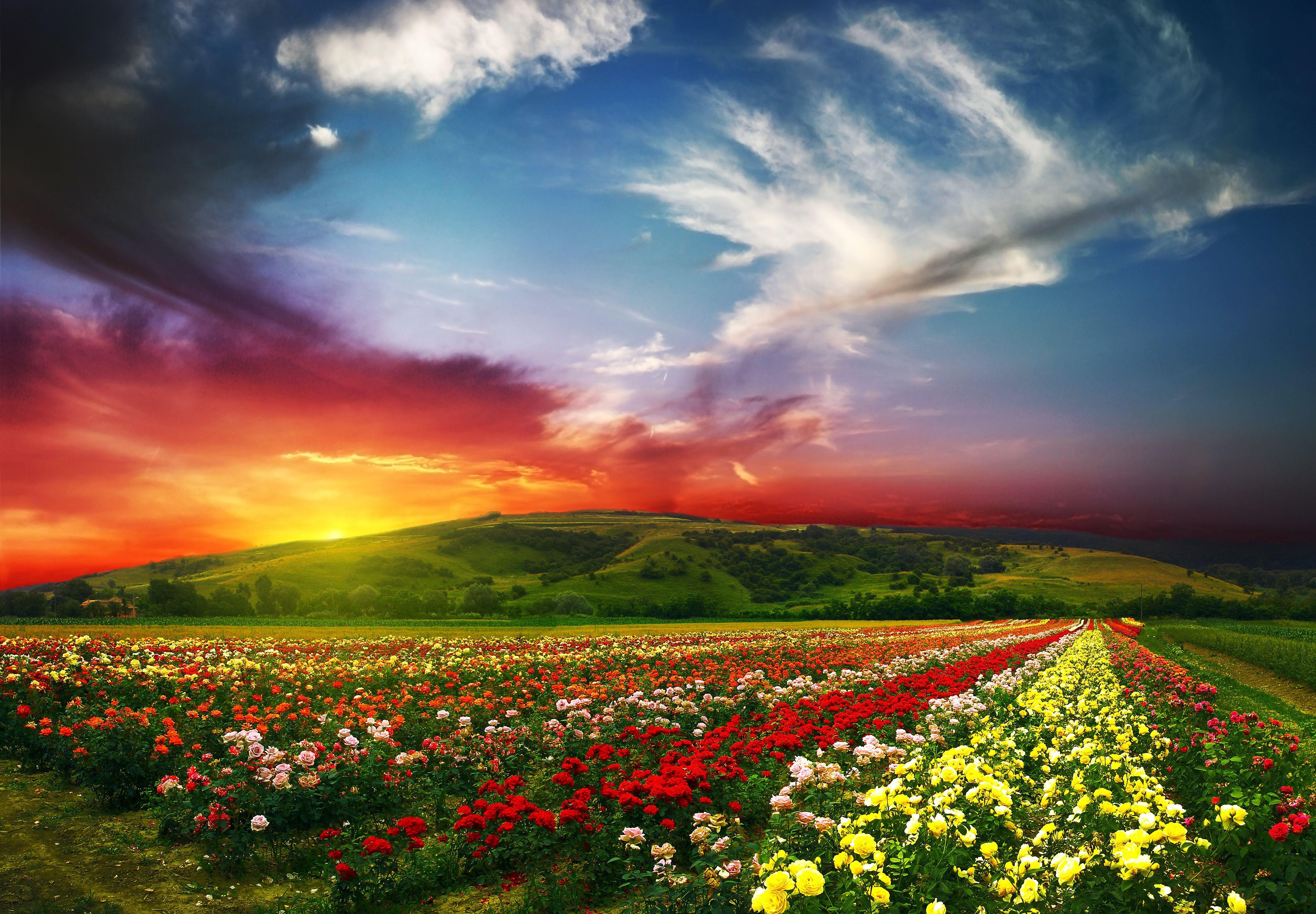 5499x3820 Psychedelic Floral Fields Wallpaper (2363)