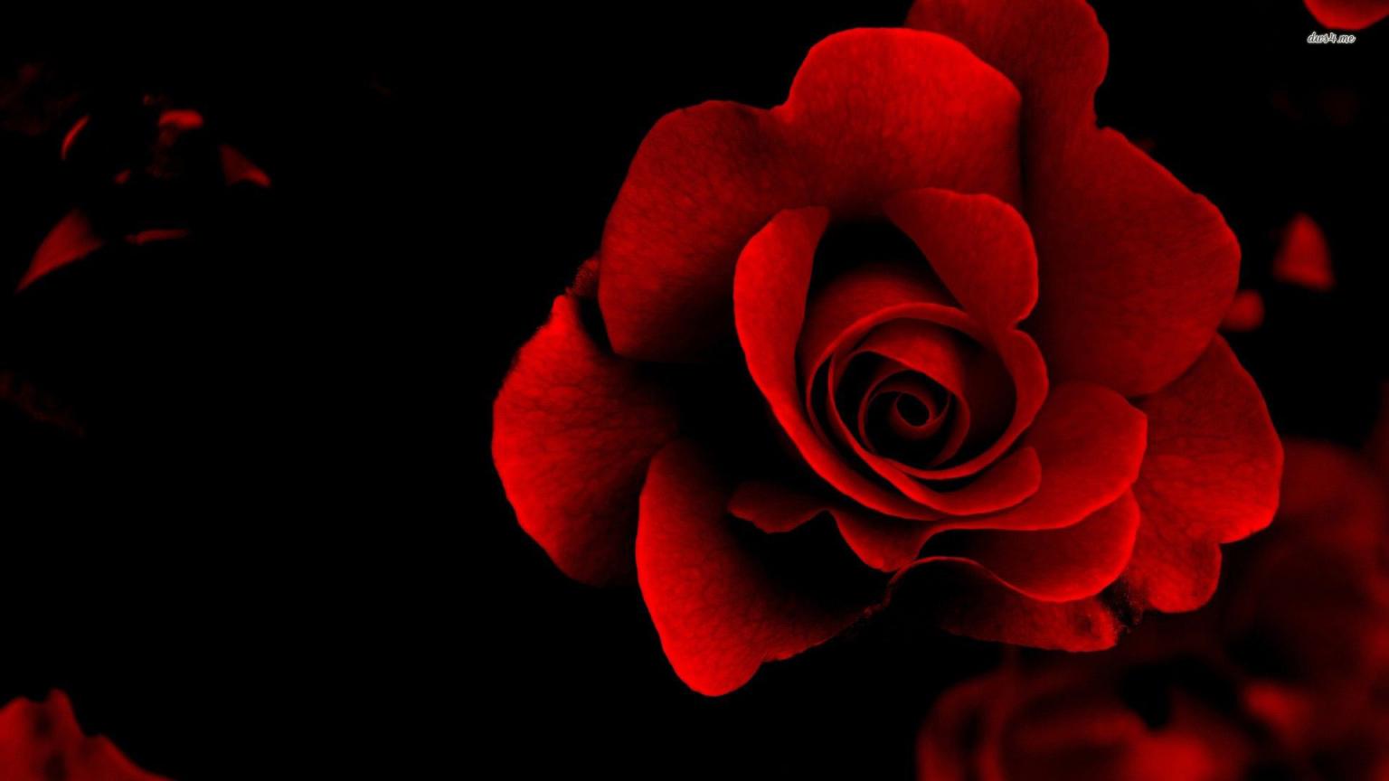 Velvet Flower Wallpapers - Top Free Velvet Flower Backgrounds