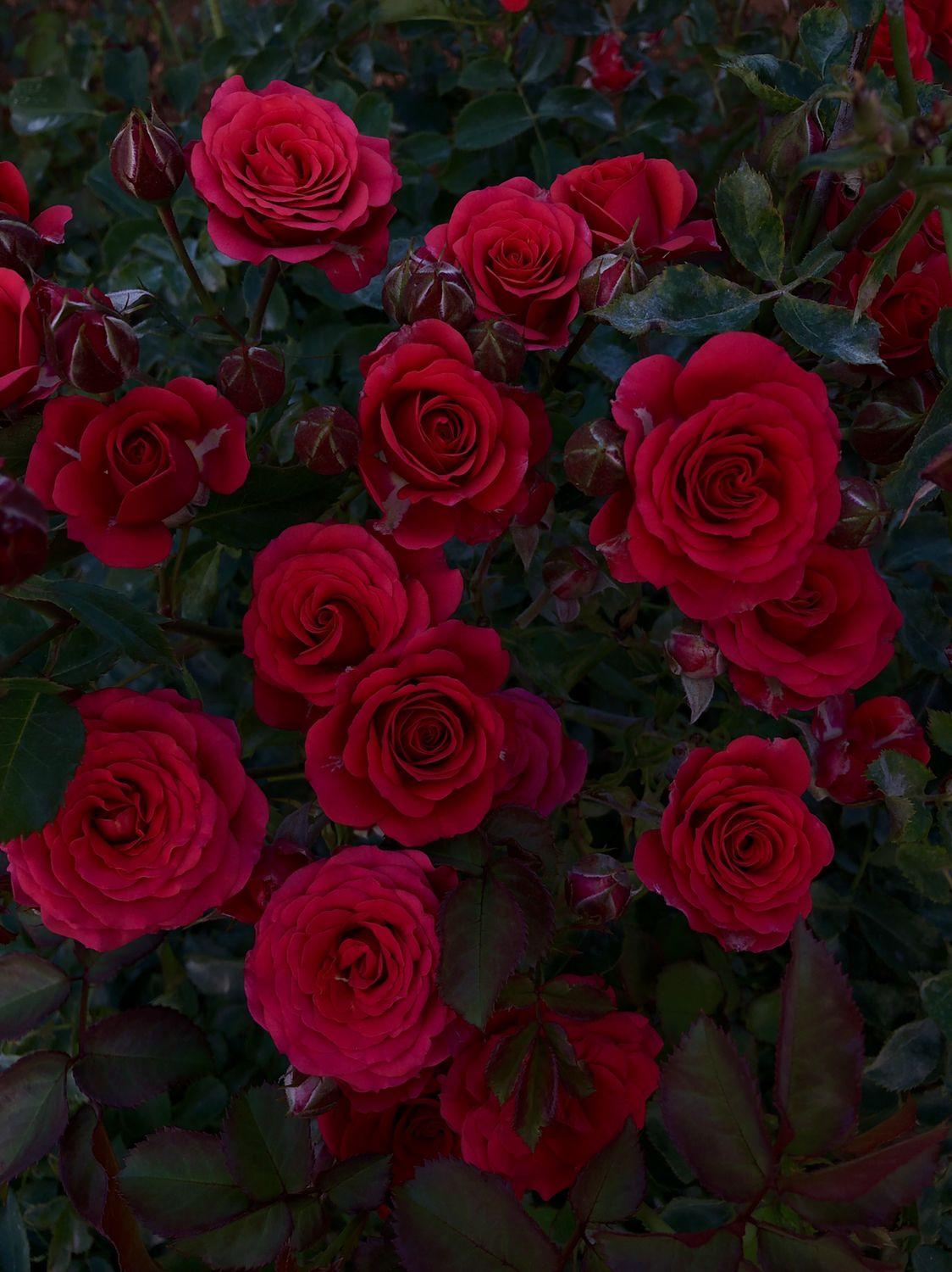 Velvet Flower Wallpapers - Top Free Velvet Flower Backgrounds