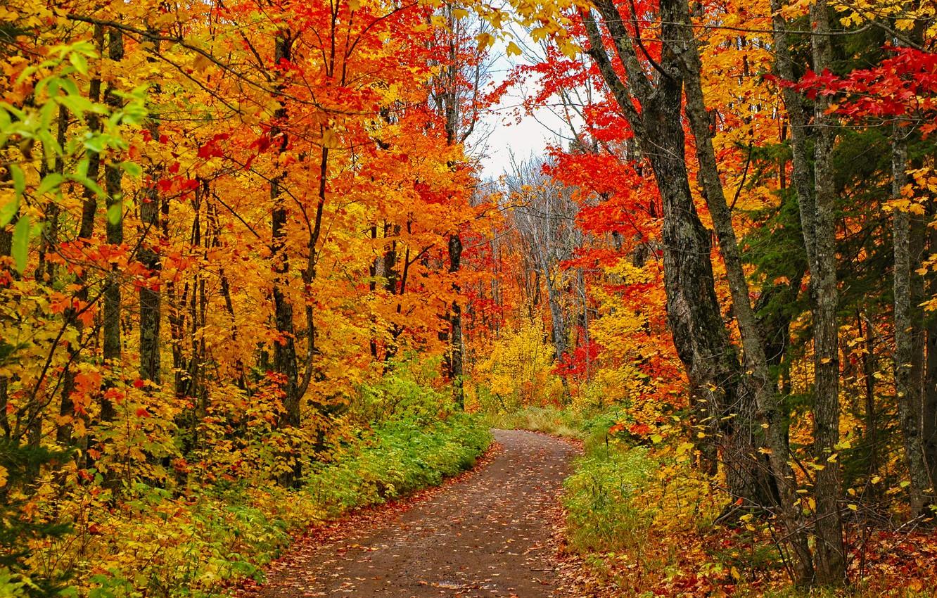 1332x850 Wallpaper road, forest, trees, photo, USA, path, Minnesota image for desktop, section природа