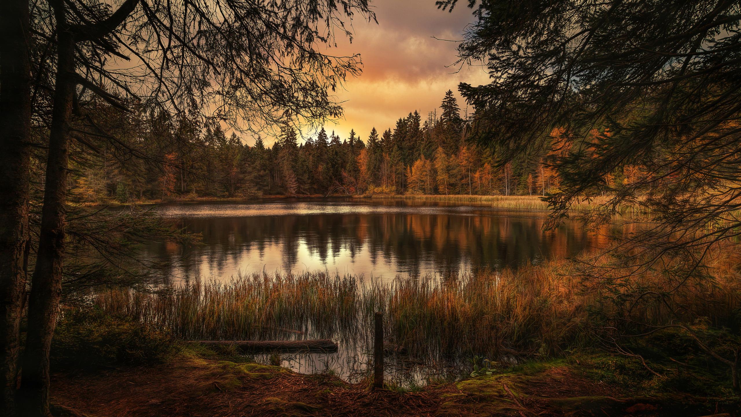 2560x1440 Forest Lake Landscape 1440P Resolution HD 4k Wallpaper, Image, Background, Photo and Picture
