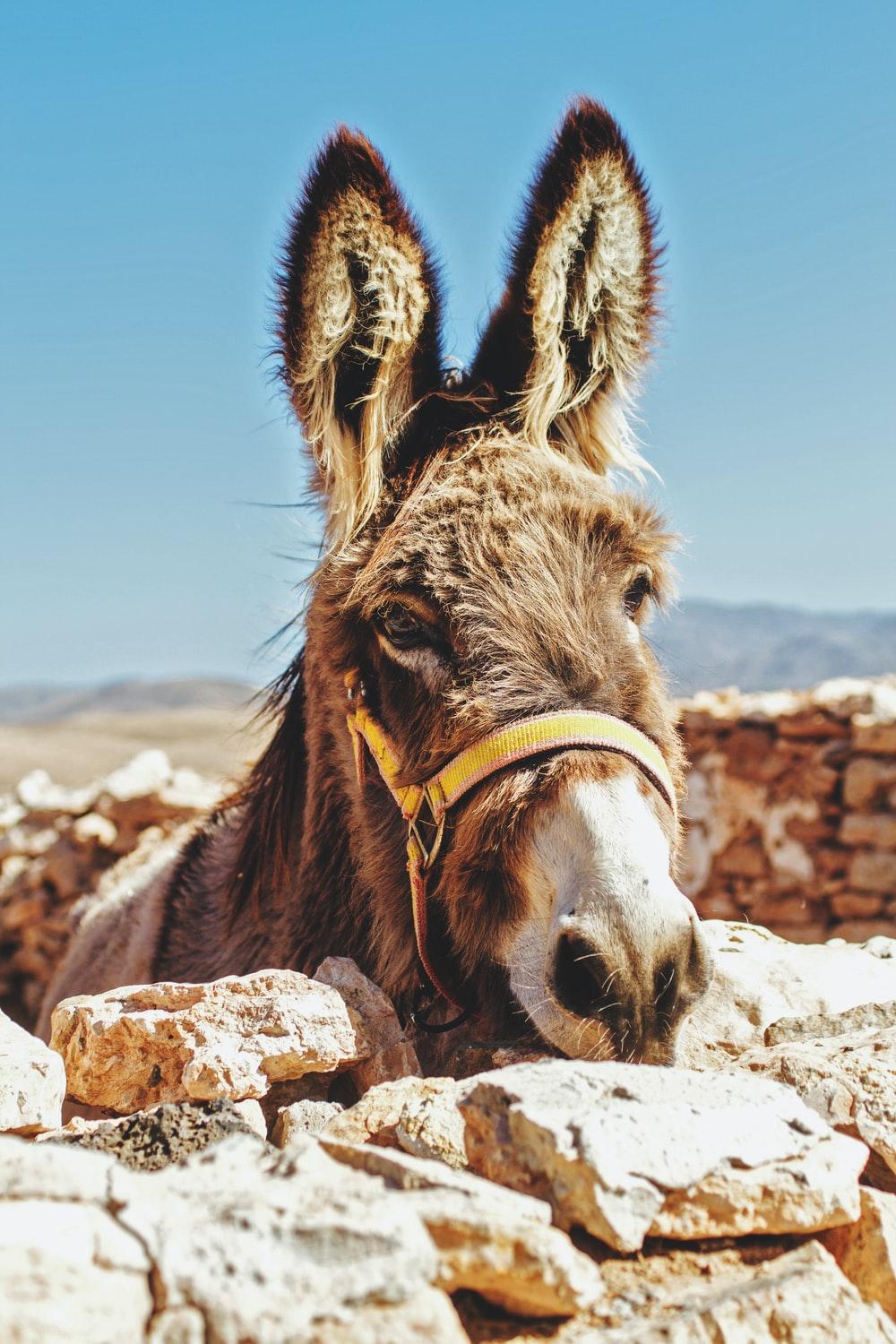 1000x1500 Donkey Image. Download Free Picture