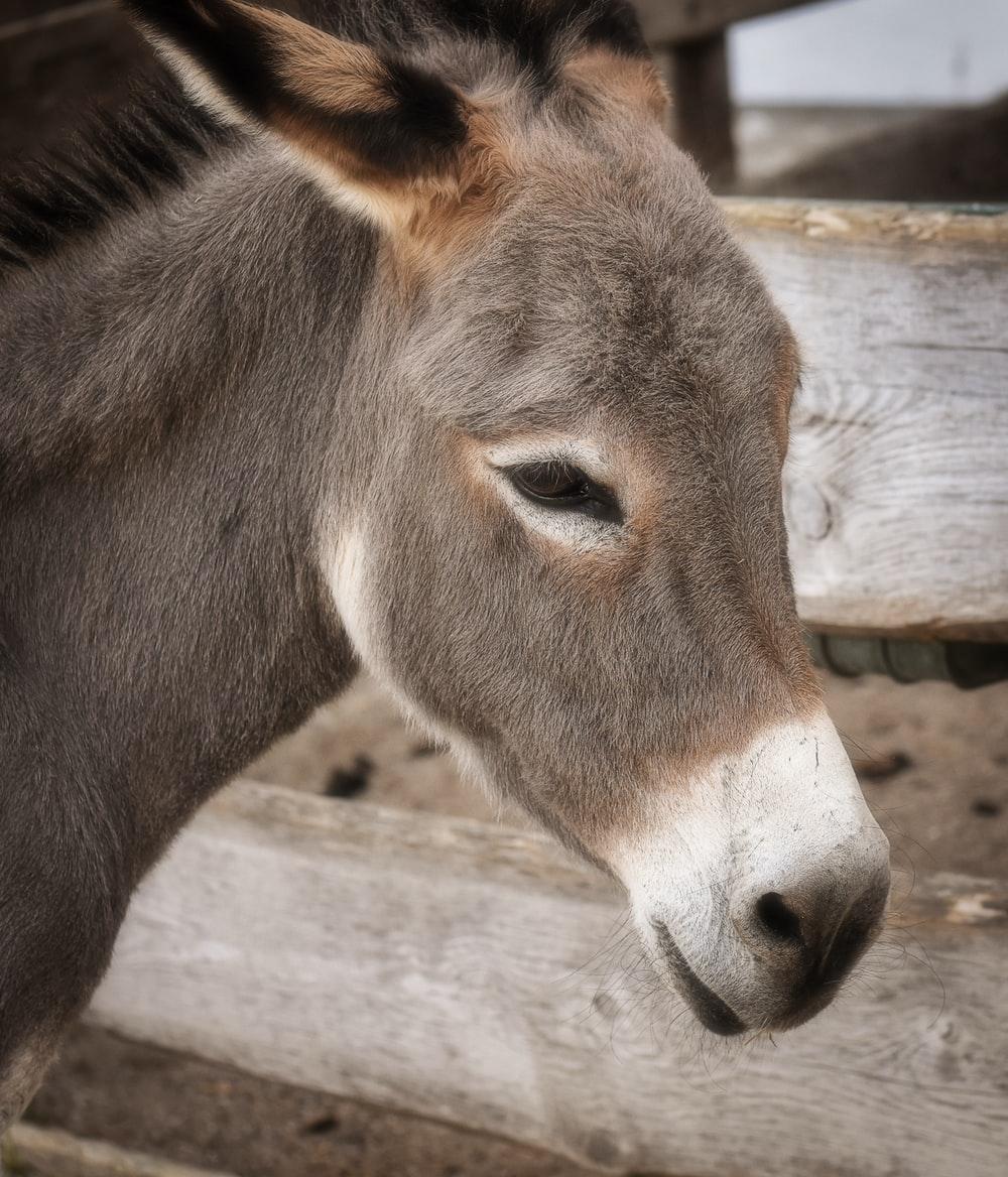 1000x1168 Donkey Image. Download Free Picture