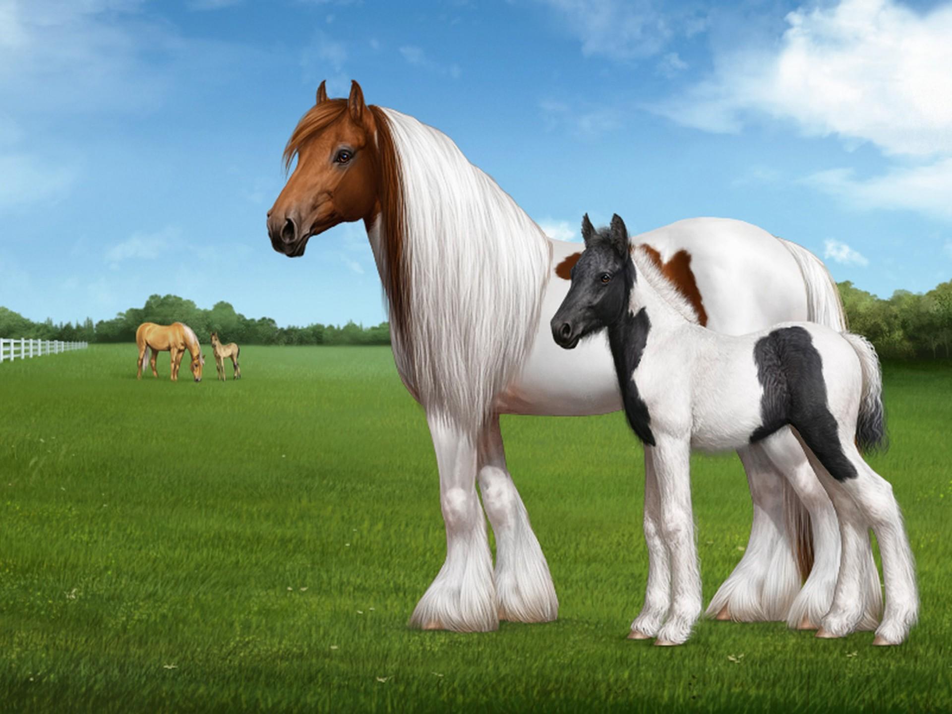 1920x1440 Gypsy Cob Horse Or Irish Or Colored Cob Type Or Breed Of Horse Home From The British Isles Wallpaper HD :