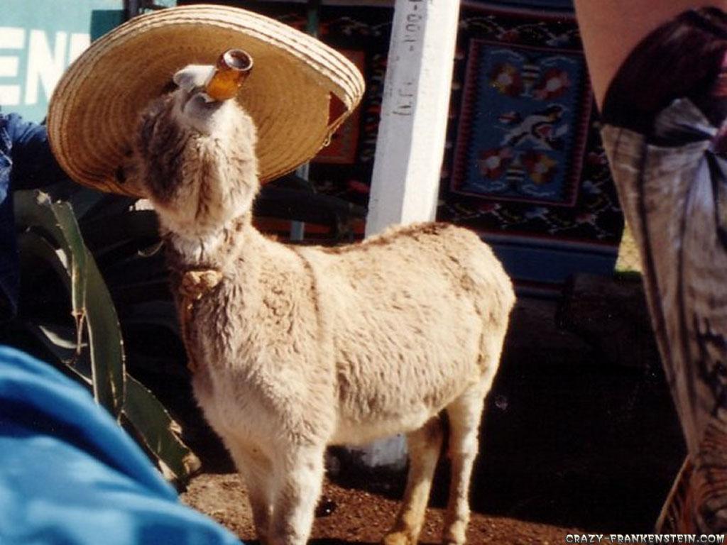1024x768 Donkey Drinking Funny Animal Wallpaper. B'BER(^_^) $}{@!R