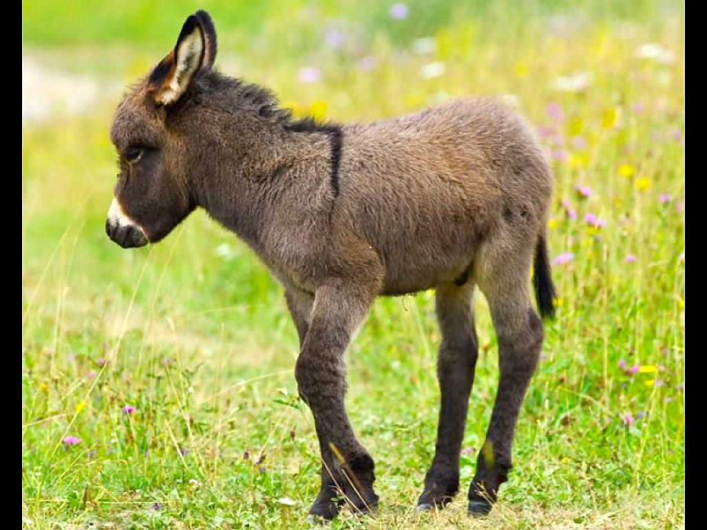 1024x768 Donkey Wallpaper
