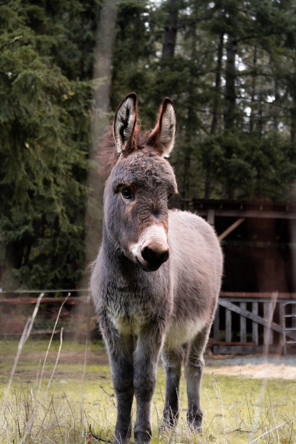 1000x1500 Donkey Image. Download Free Picture