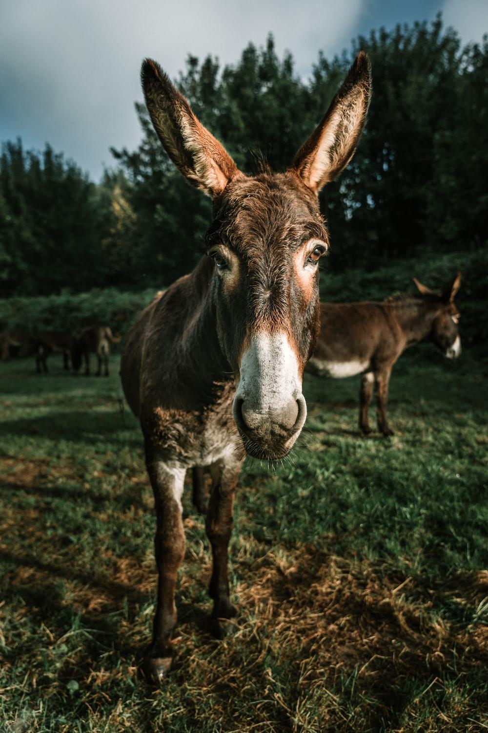 1000x1500 Donkeys Picture. Download Free Image