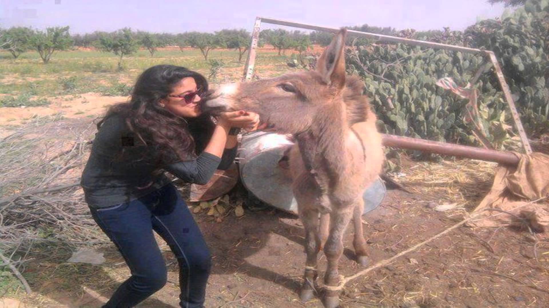 1920x1080 Girl And Donkey Funny Kissing Picture Kissing Donkey