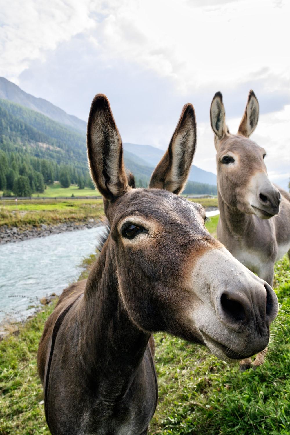 1000x1501 Donkey Image. Download Free Picture