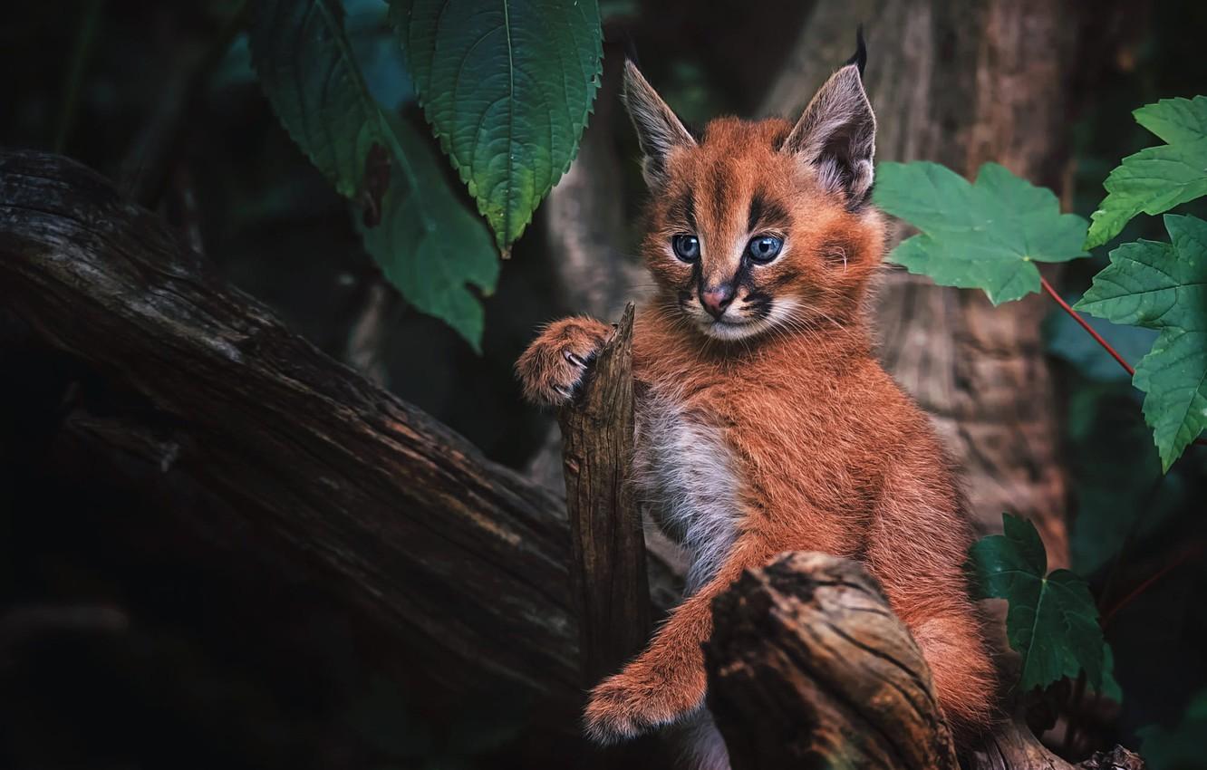 1332x850 Wallpaper forest, cat, look, background, baby, kitty, lynx, face, cub, wild cat, Caracal, a small lynx, a small lynx image for desktop, section кошки
