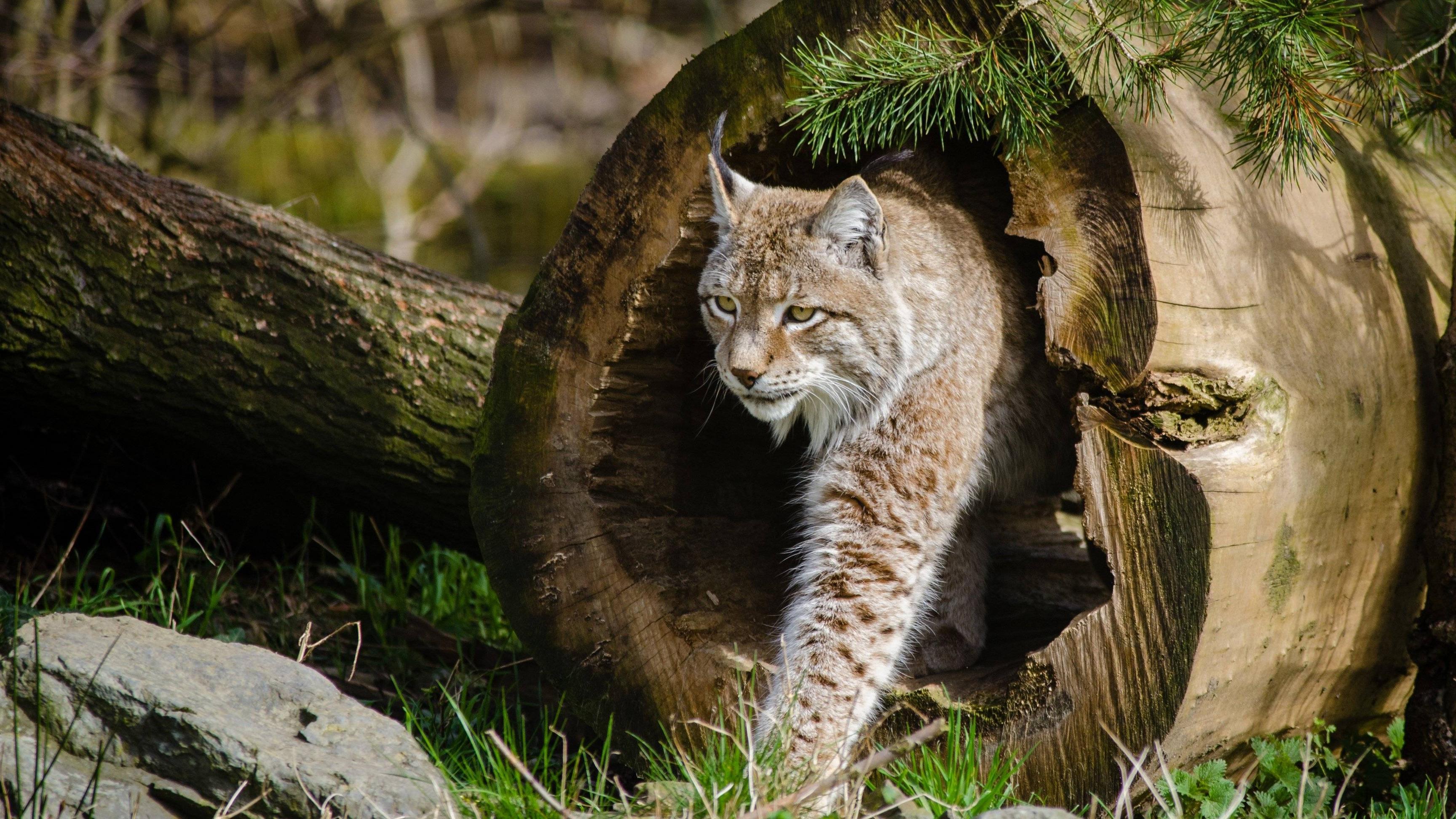 3456x1944 Lynx wallpaper 3840x2160 Ultra HD 4k desktop background