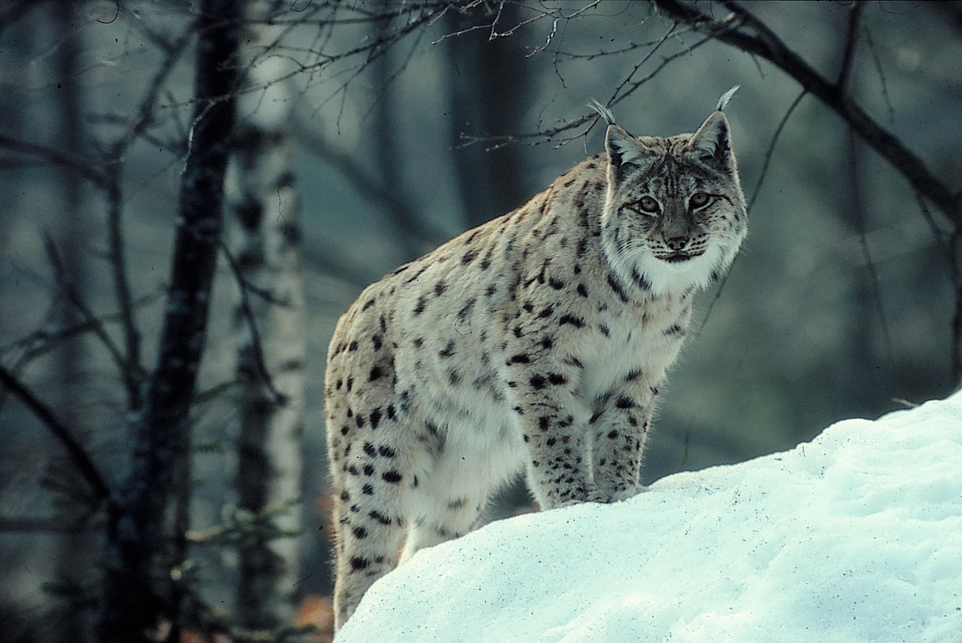 3165x2116 Lynx HD Wallpaper Wallpaper HD