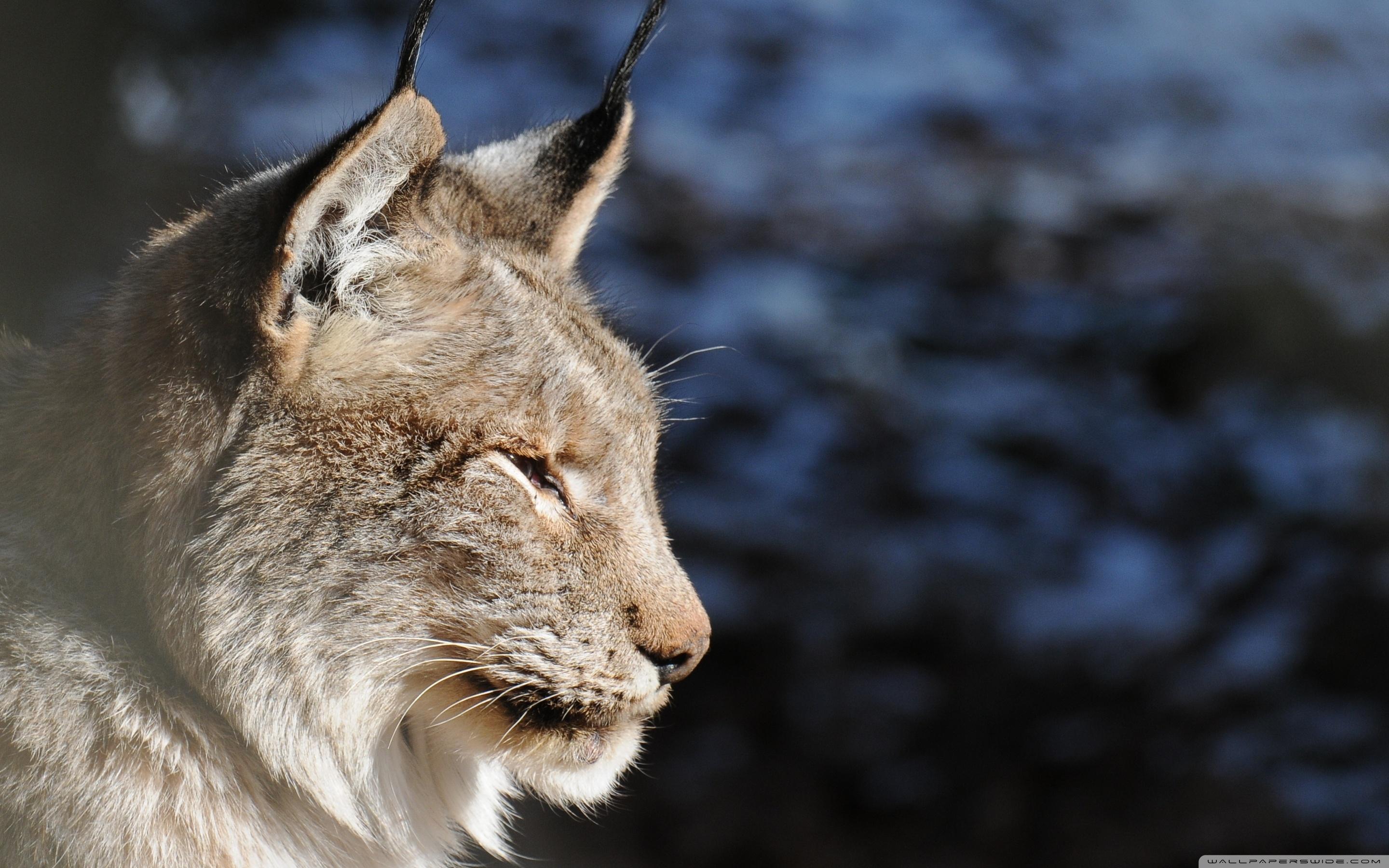 Lynx Desktop Wallpapers - Top Free Lynx Desktop Backgrounds ...