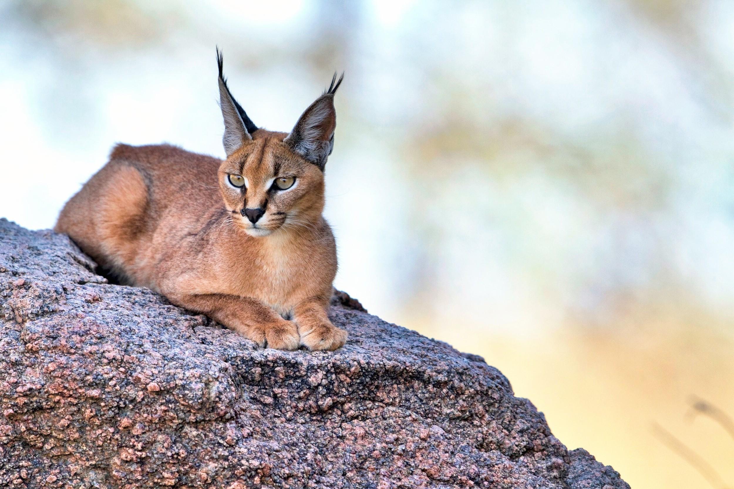2500x1667 animals, Cat, Lynx Wallpaper HD / Desktop and Mobile Background