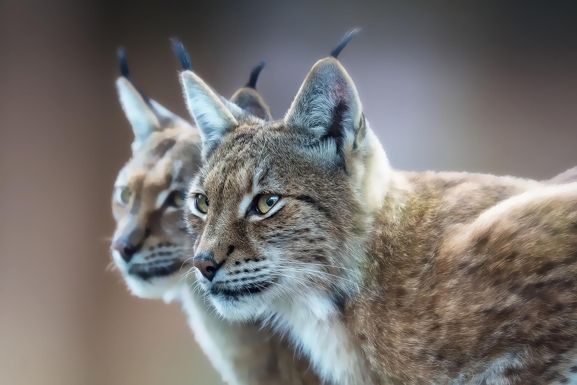 1920x1280 px eurasian Lynx