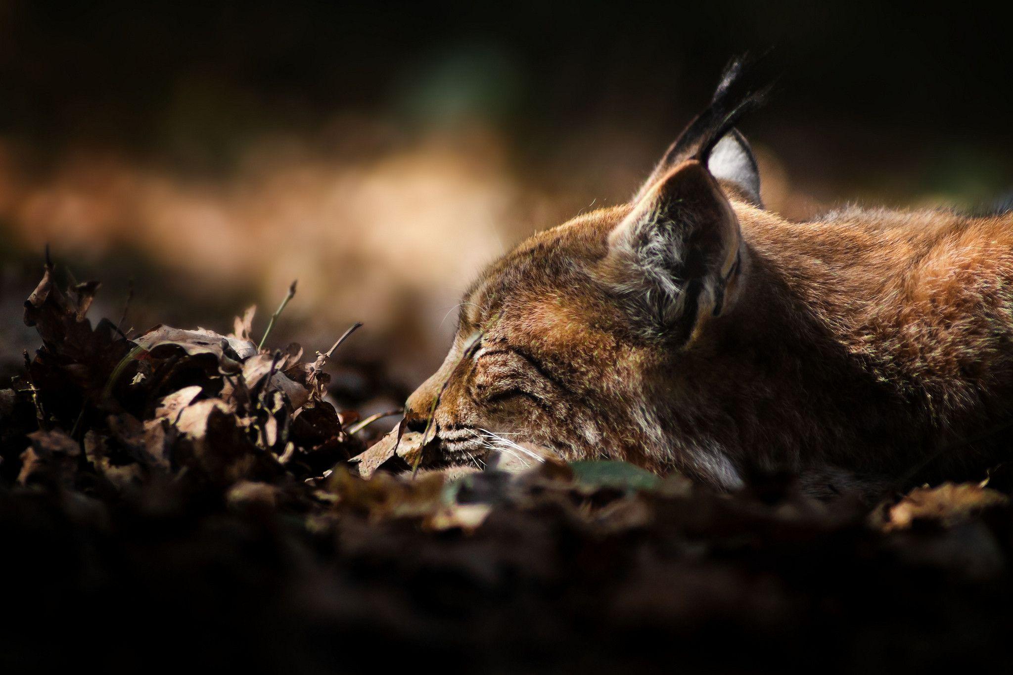 2048x1365 Free download Lynx Wallpaper [2048x1365] for your Desktop, Mobile & Tablet. Explore Lynx Wallpaper. Minnesota Lynx Wallpaper, Claudia Lynx Wallpaper, WNBA Wallpaper