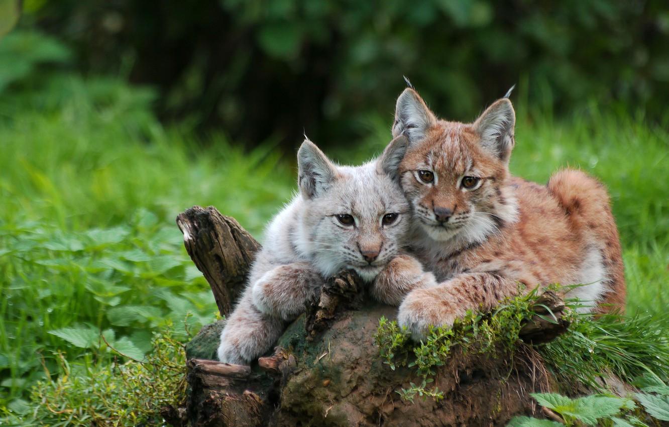 Lynx Desktop Wallpapers - Top Free Lynx Desktop Backgrounds ...