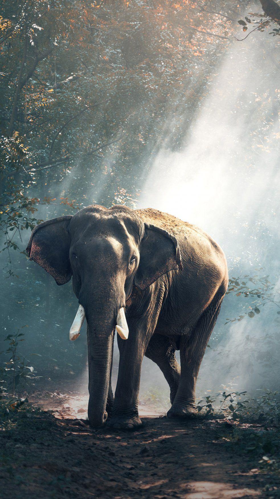 983x1750 Asian Elephant Wallpaper, HD Asian Elephant Background on WallpaperBat
